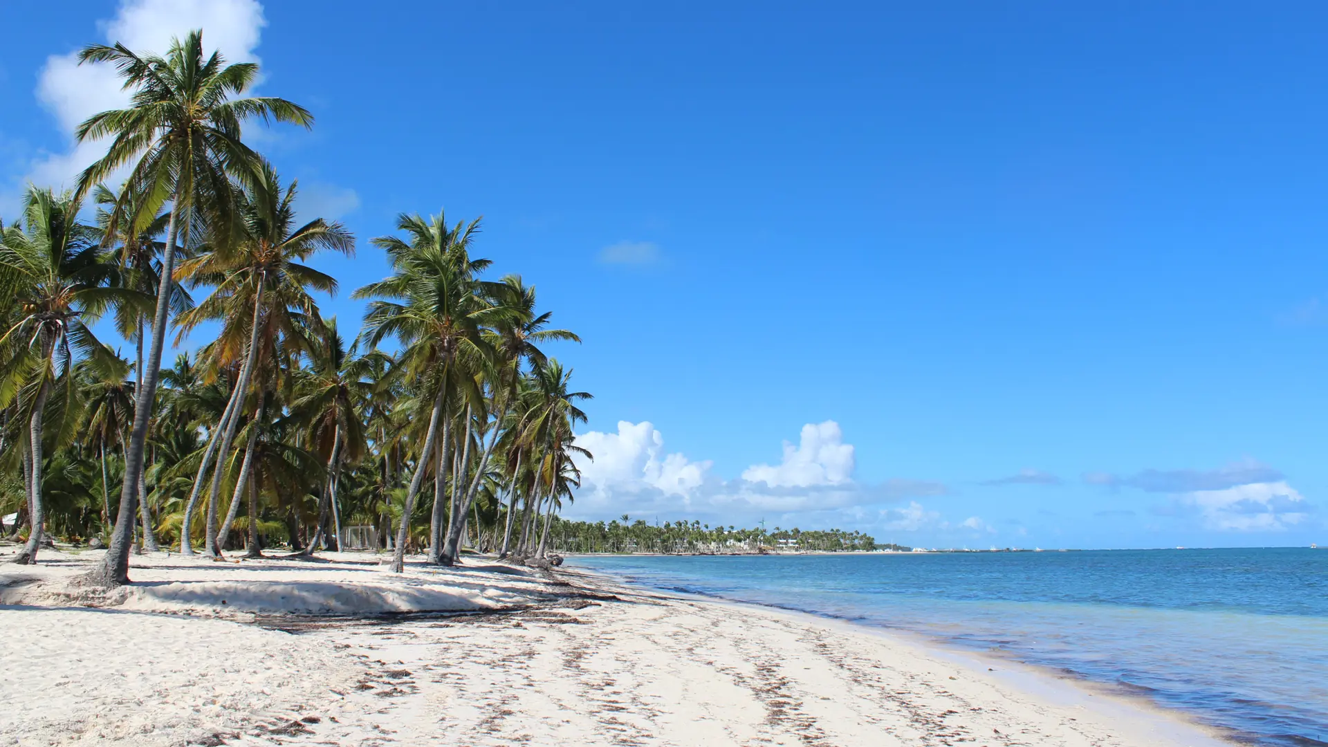 Bright beach and palms at Cabeza de Toro on the Punta Cana coast