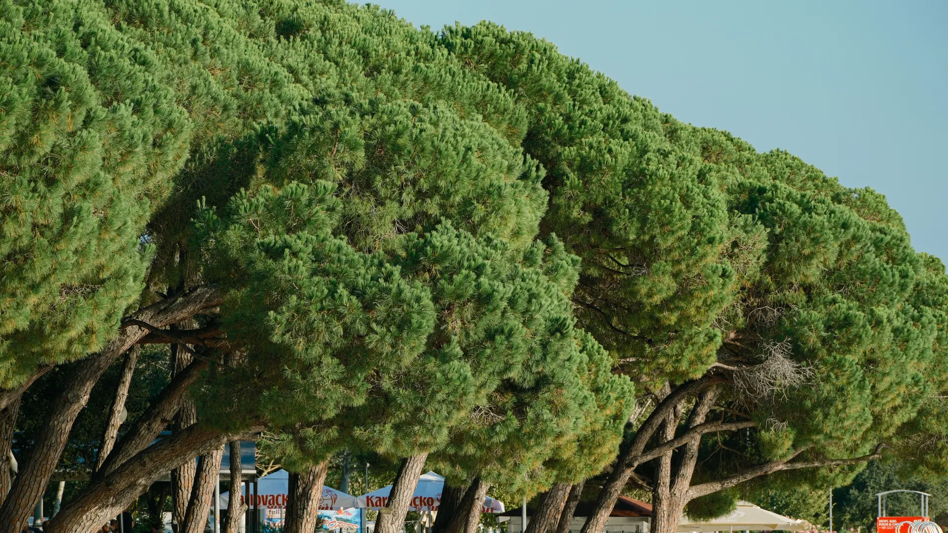 Tall pine trees shading a sunny Adriatic coastal park near Split