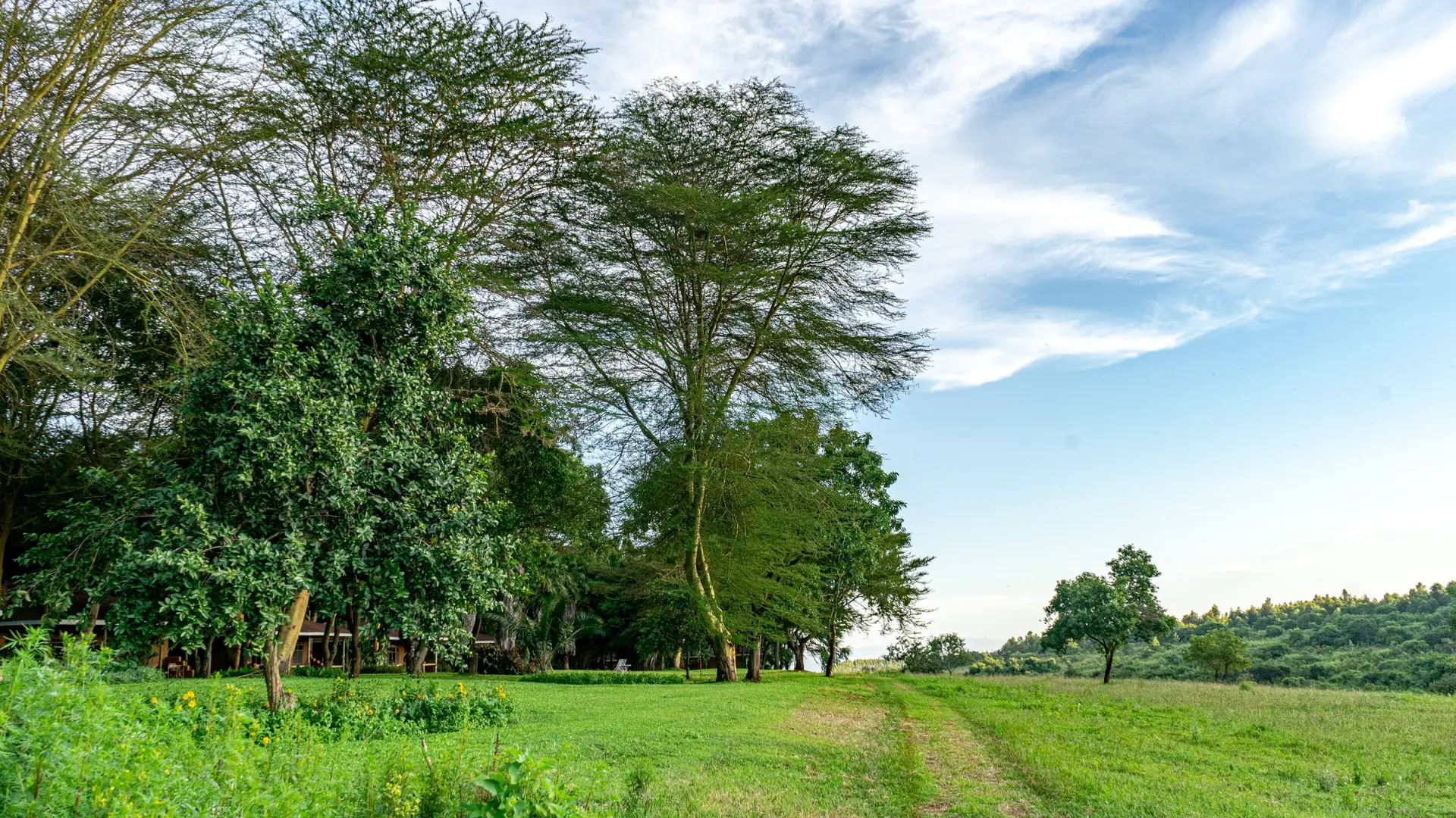 Green coffee plantation trees and path in Karatu, Tanzania