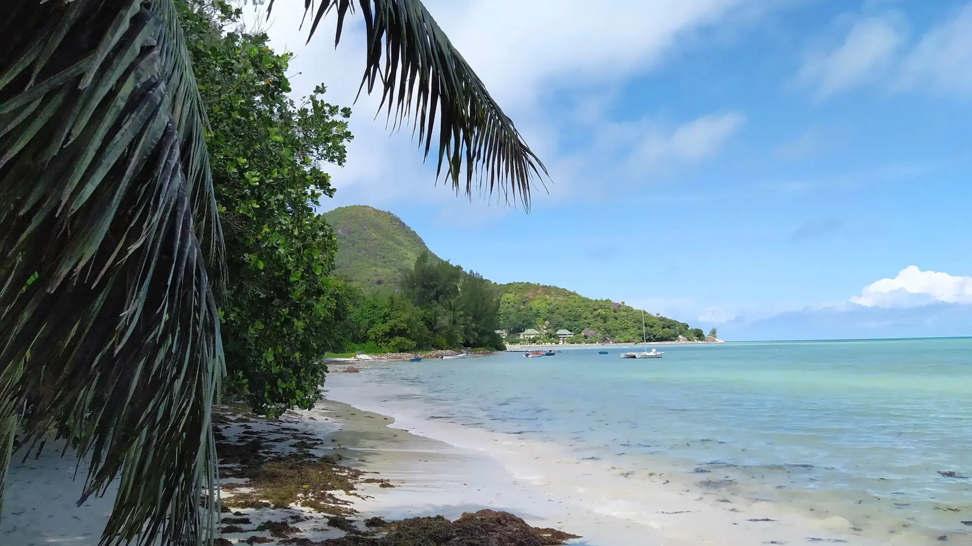 Palm-framed sand and calm blue water at Grand Anse on Praslin