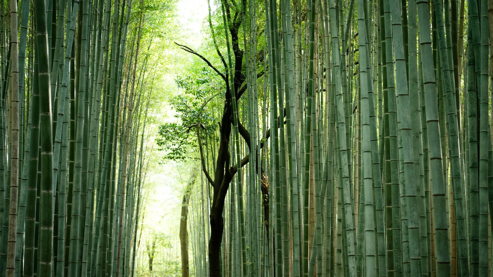 Sunlight through green bamboo and a broad-leaved tree in Kyoto’s Arashiyama grove