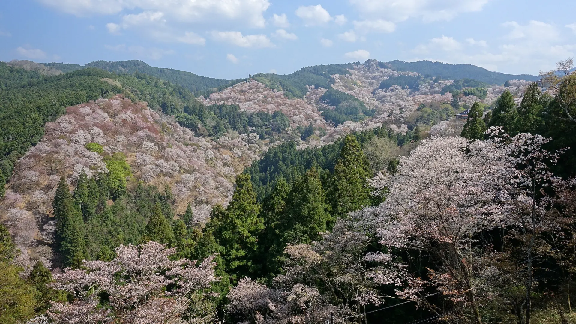 Pale cherry blossoms across Mount Yoshino’s ridges under a blue spring sky.