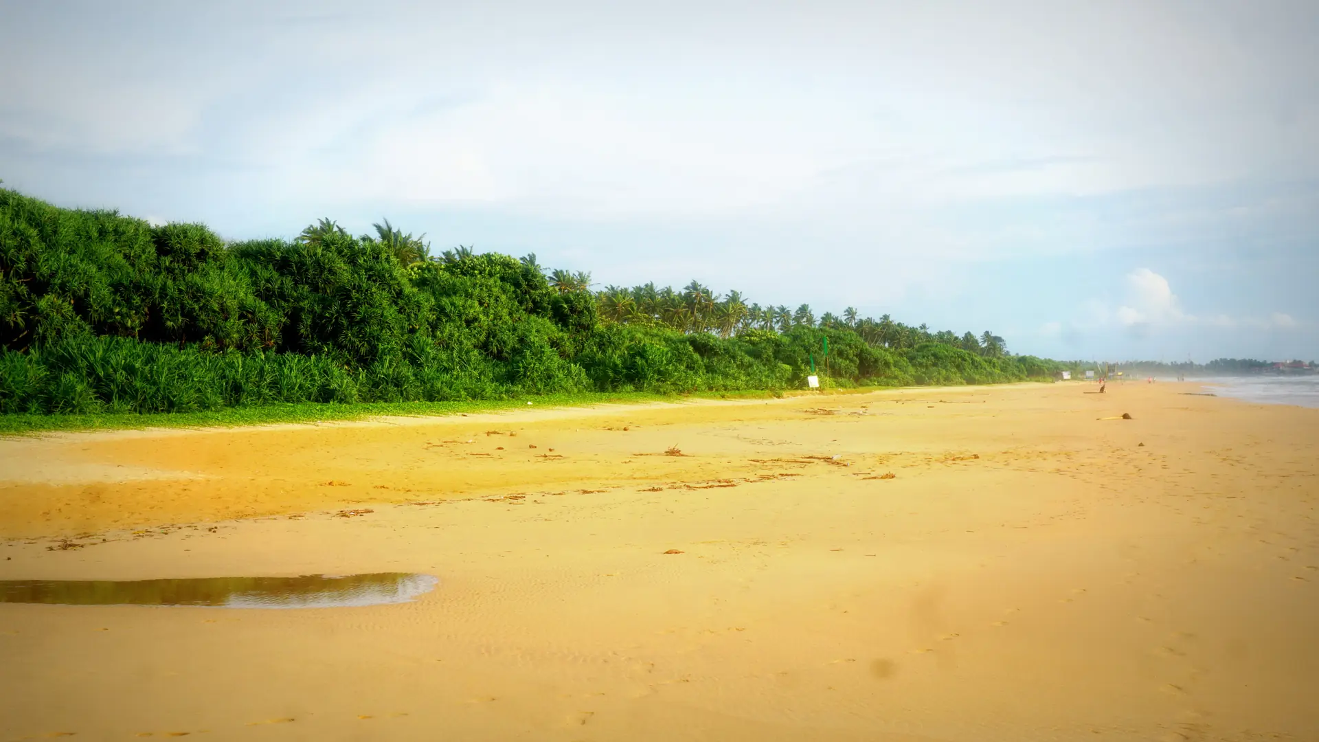 Golden sand and a tree-lined shore on Bentota Beach in daylight