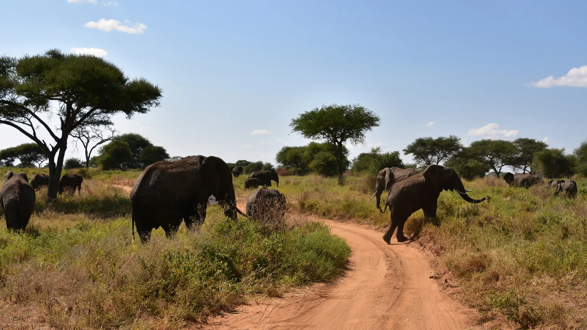 Elephants crossing a sunlit track in Tarangire National Park