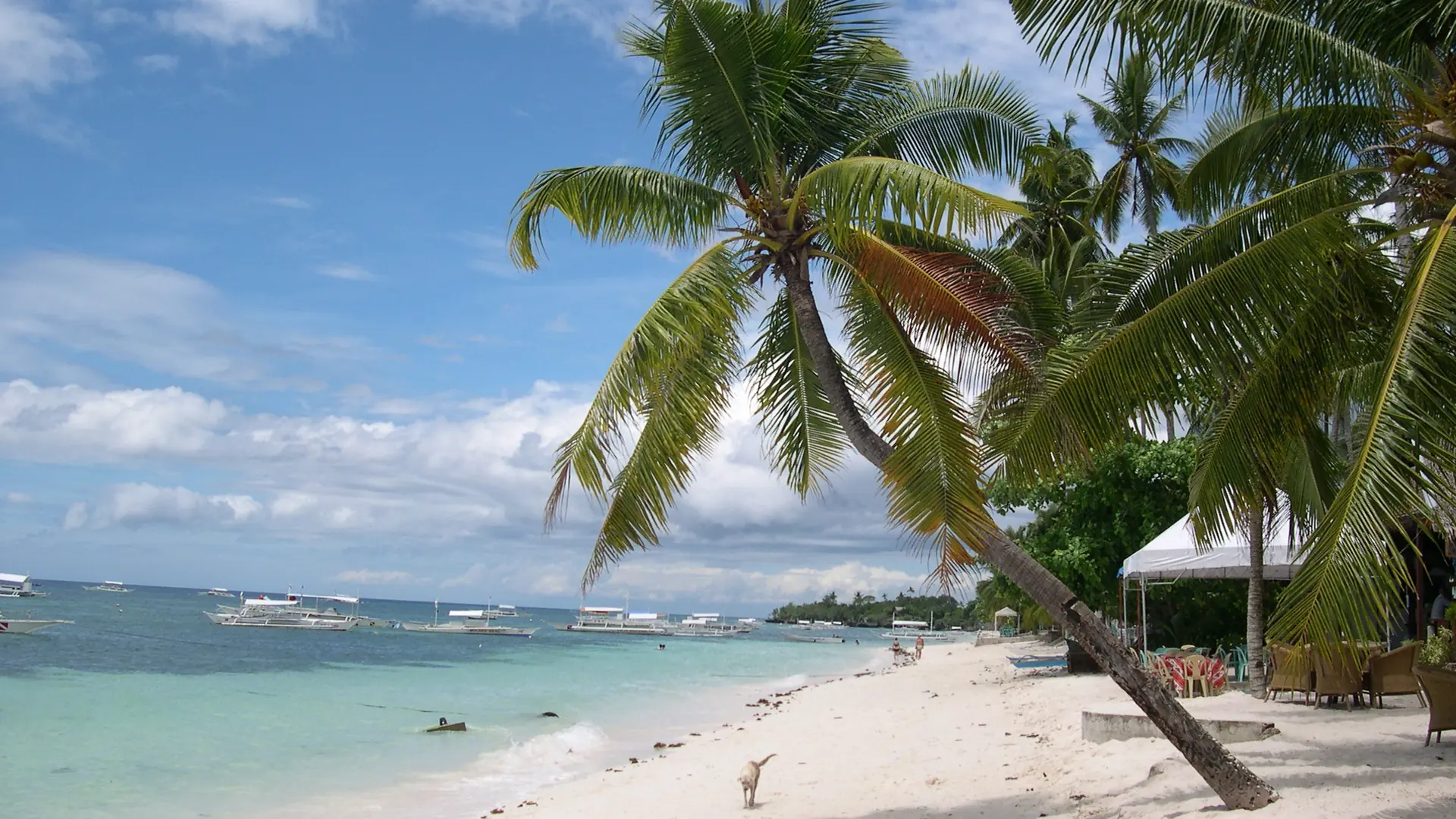 Palm trees, white sand and outrigger boats beside Alona Beach on Panglao, Bohol