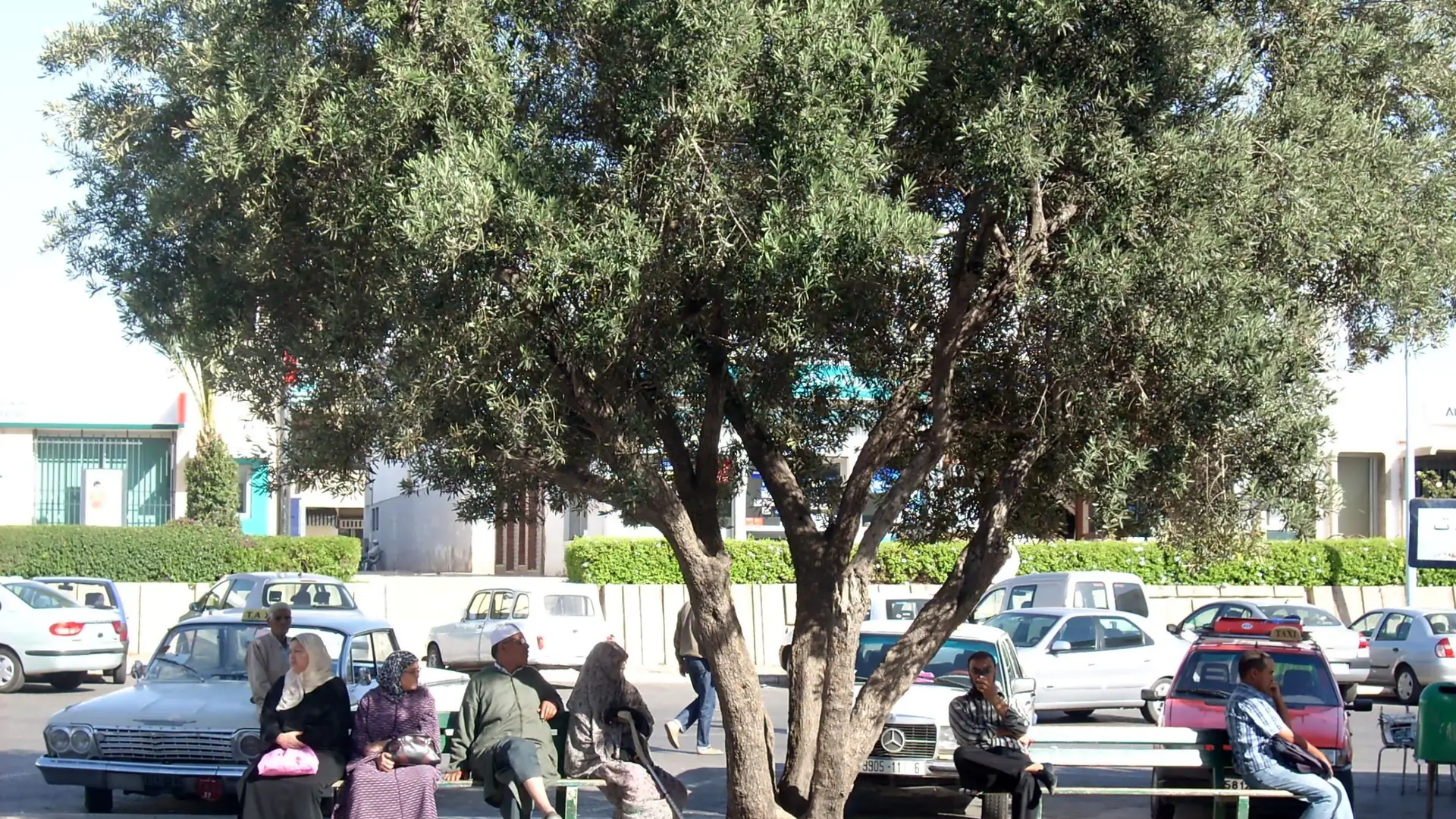 People resting beneath a tree beside a street in Agadir