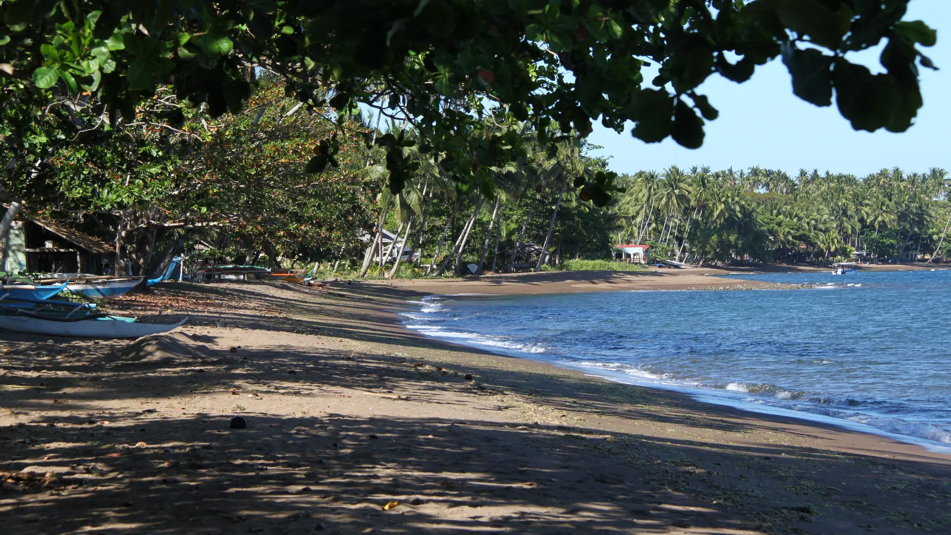 Brown-sand shoreline, palm trees and outrigger boats along the Dauin coast