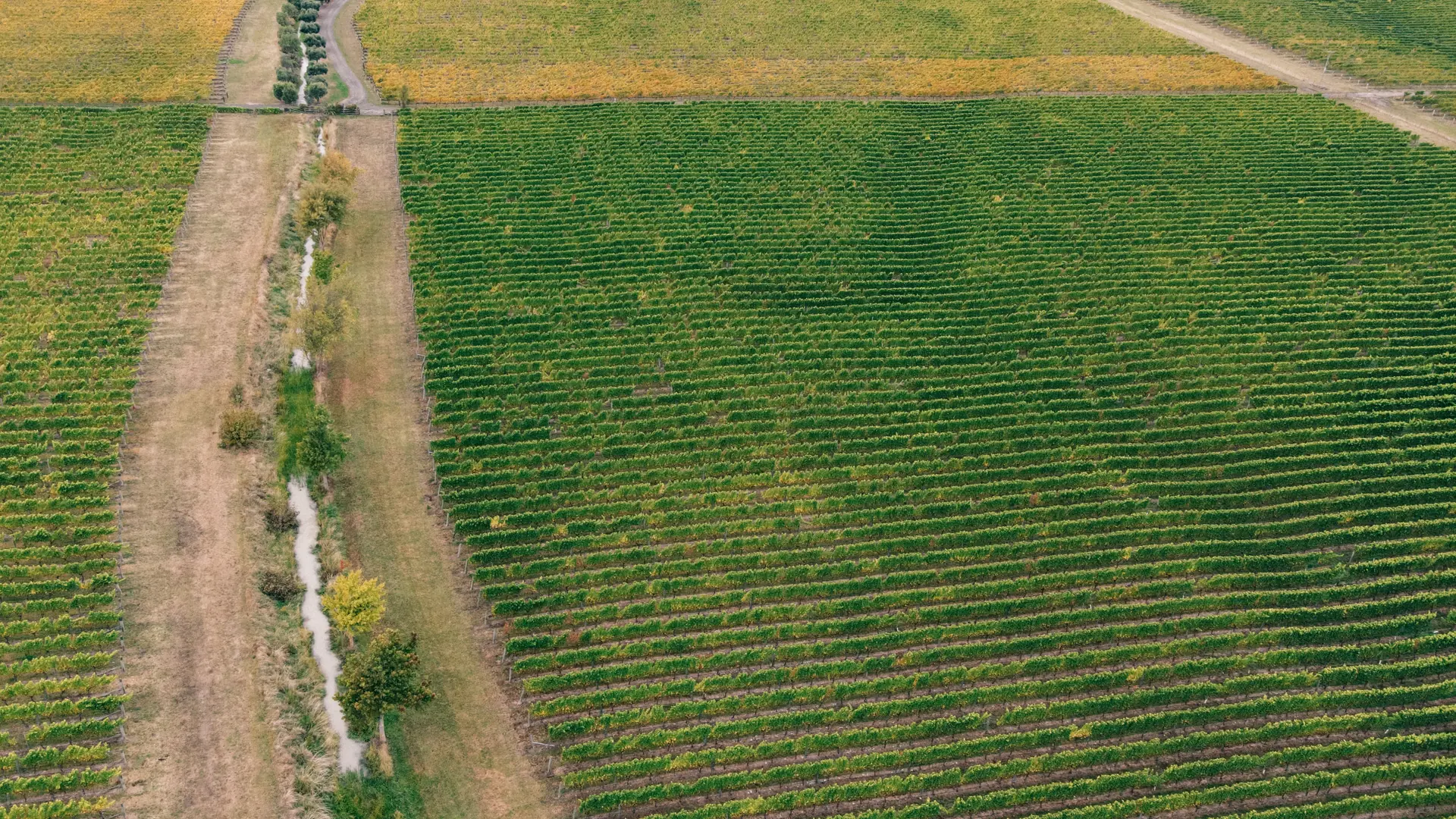 Orderly vineyard rows seen from above across a green agricultural landscape