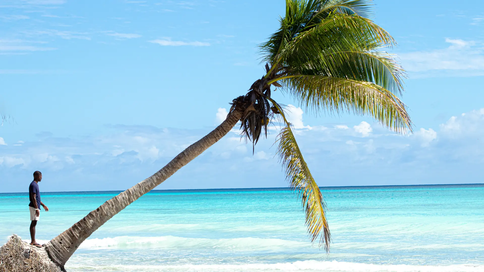 Sunlit Dominican coast with pale sand, palms and blue water