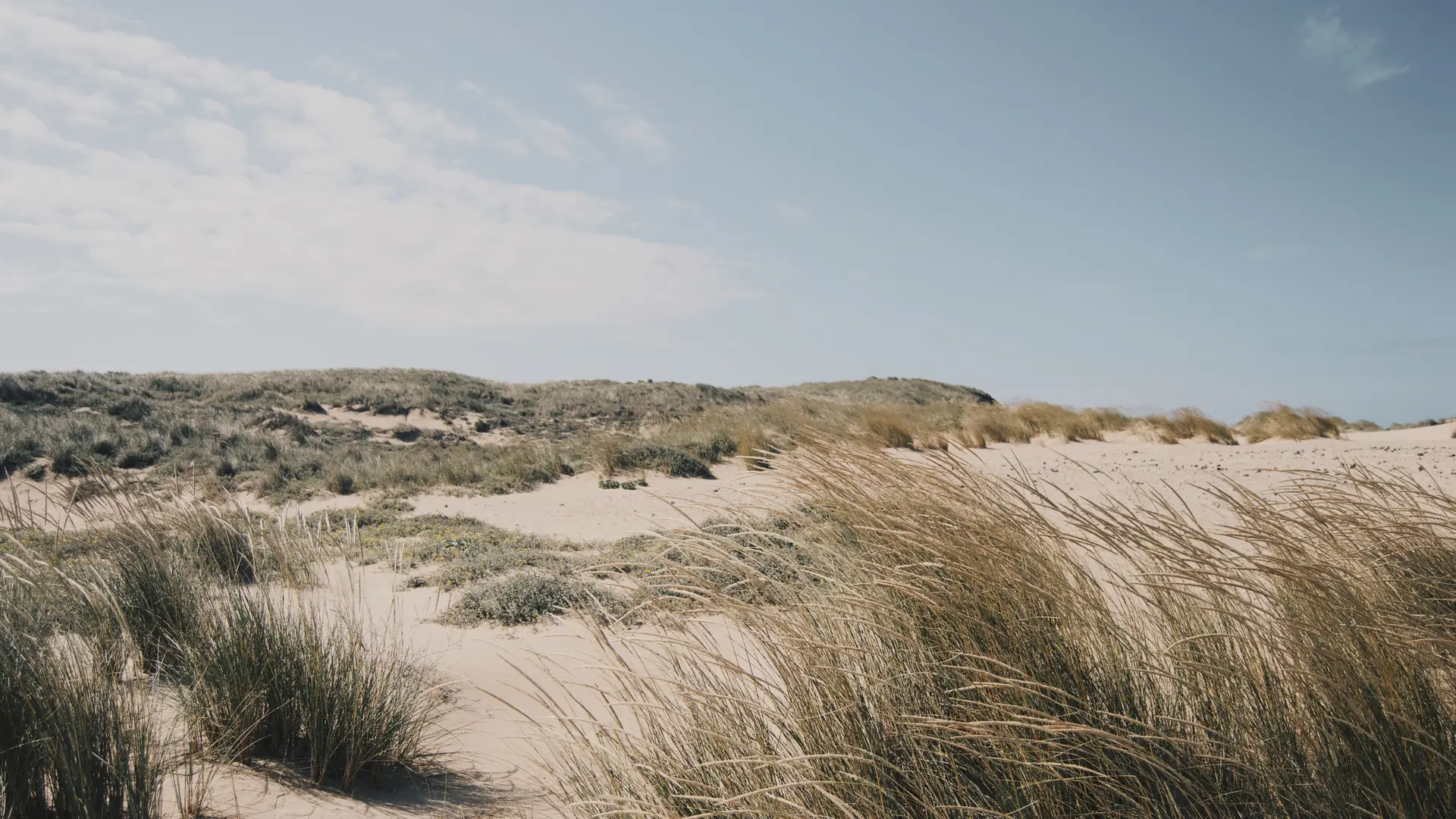 Dry coastal dunes and low vegetation beside the Atlantic in Cascais