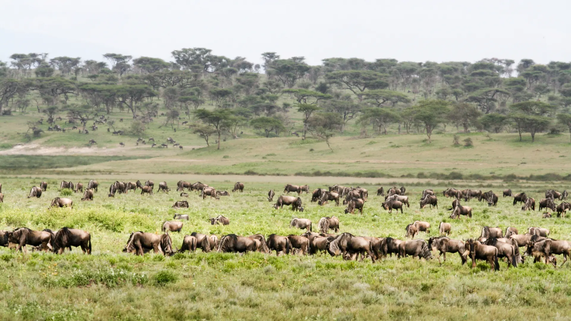 Wildebeest herd spread across short grass near Ndutu Lodge in daylight.