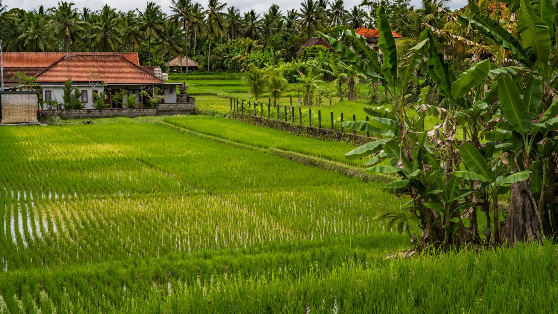 A red-roofed traditional house beside green rice fields and palms around Ubud