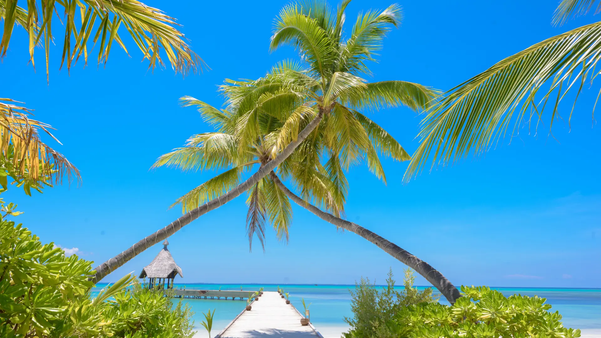 Palm-framed Maldivian beach with a pier and turquoise sea