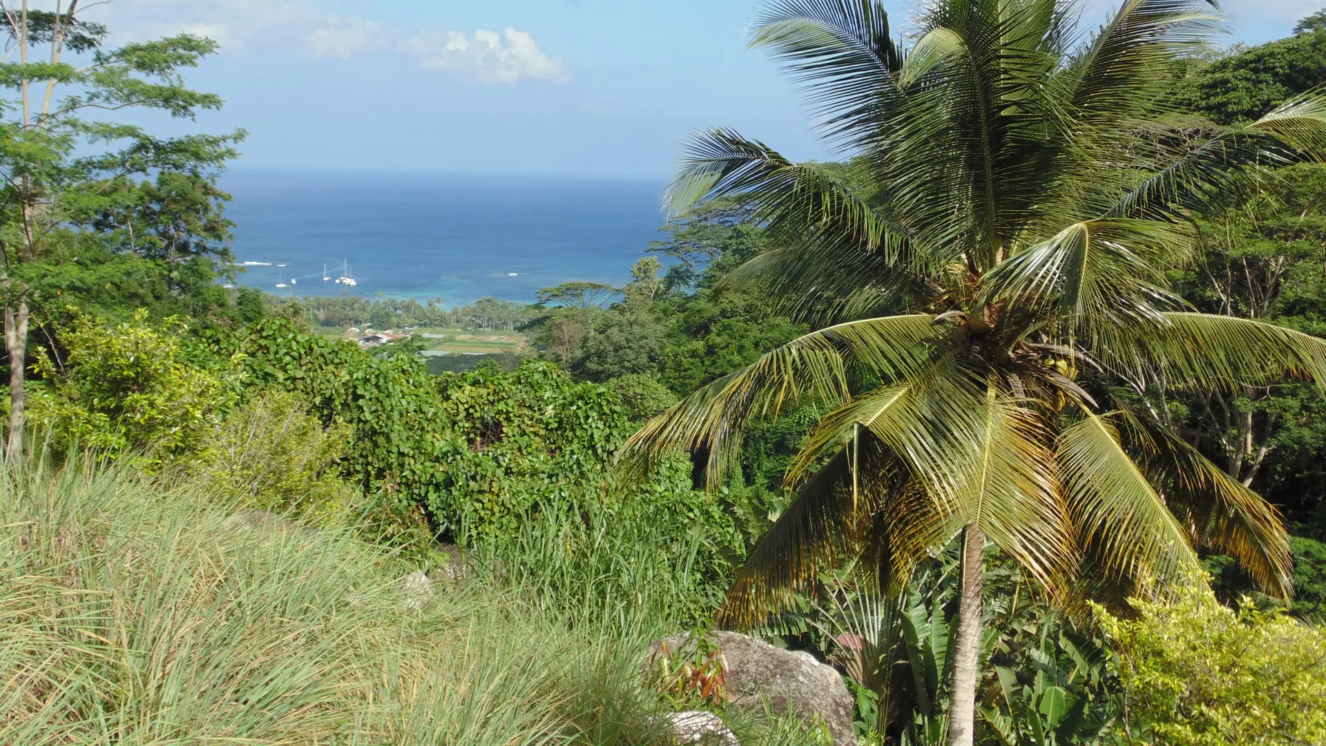 Palm trees and Indian Ocean view from Le Jardin du Roi spice garden in Enfoncement