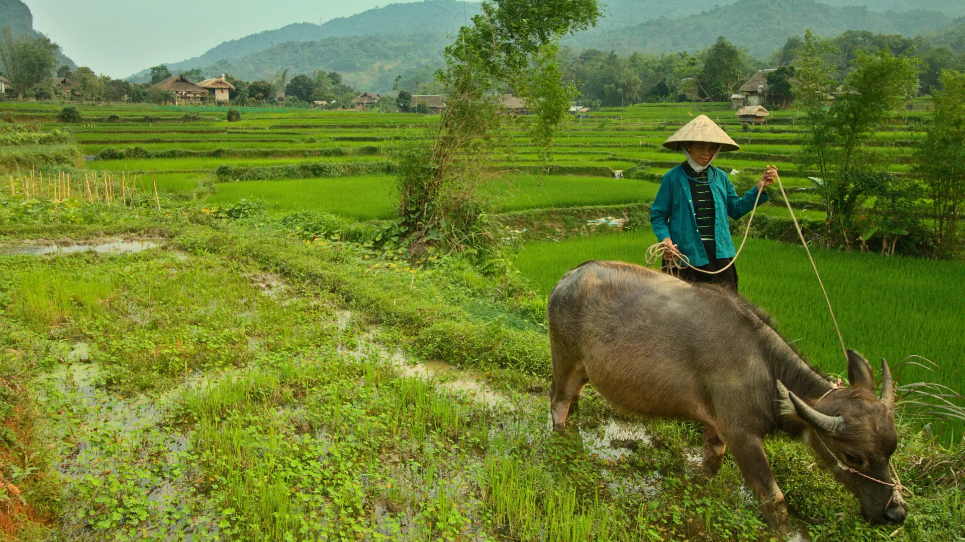 A farmer and buffalo in green Ha Thanh fields outside Ha Giang city