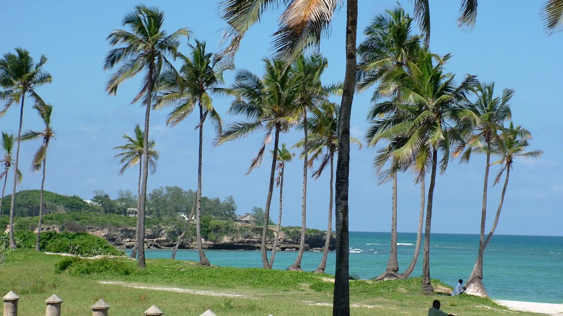 Palm trees above the sunny Oyster Bay seafront in Dar es Salaam