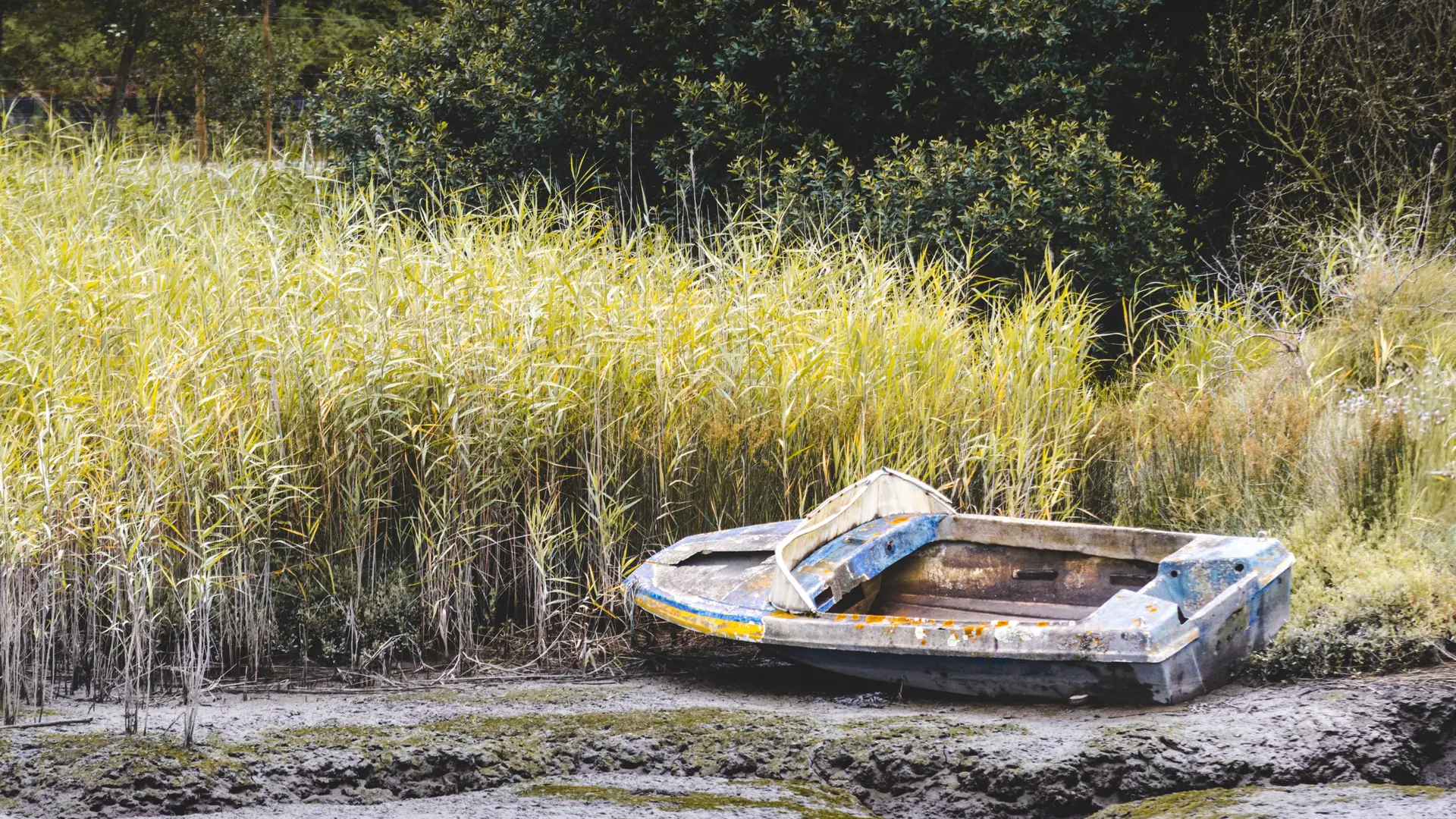 Small wooden boat resting among reeds in the Ria de Aveiro marshes