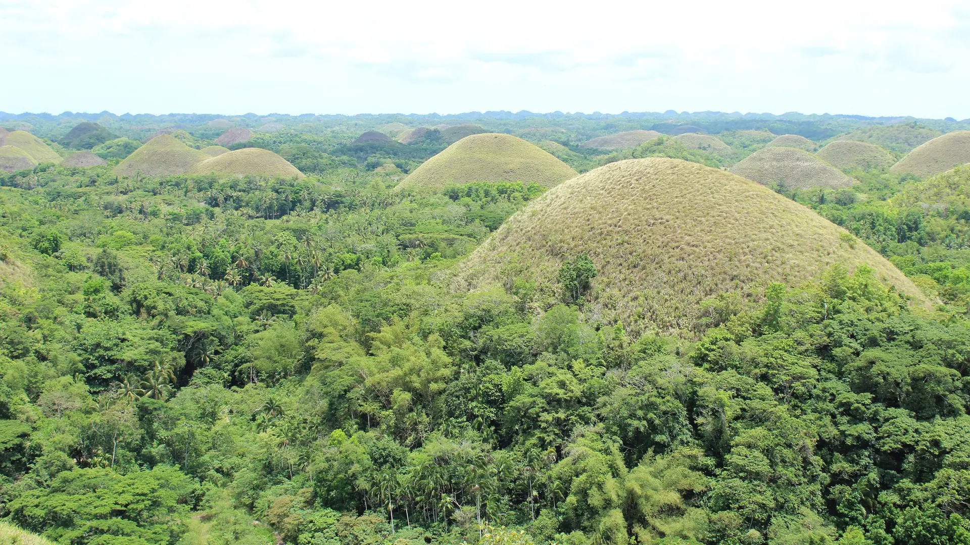 Rounded green Chocolate Hills rising from forest in Bohol