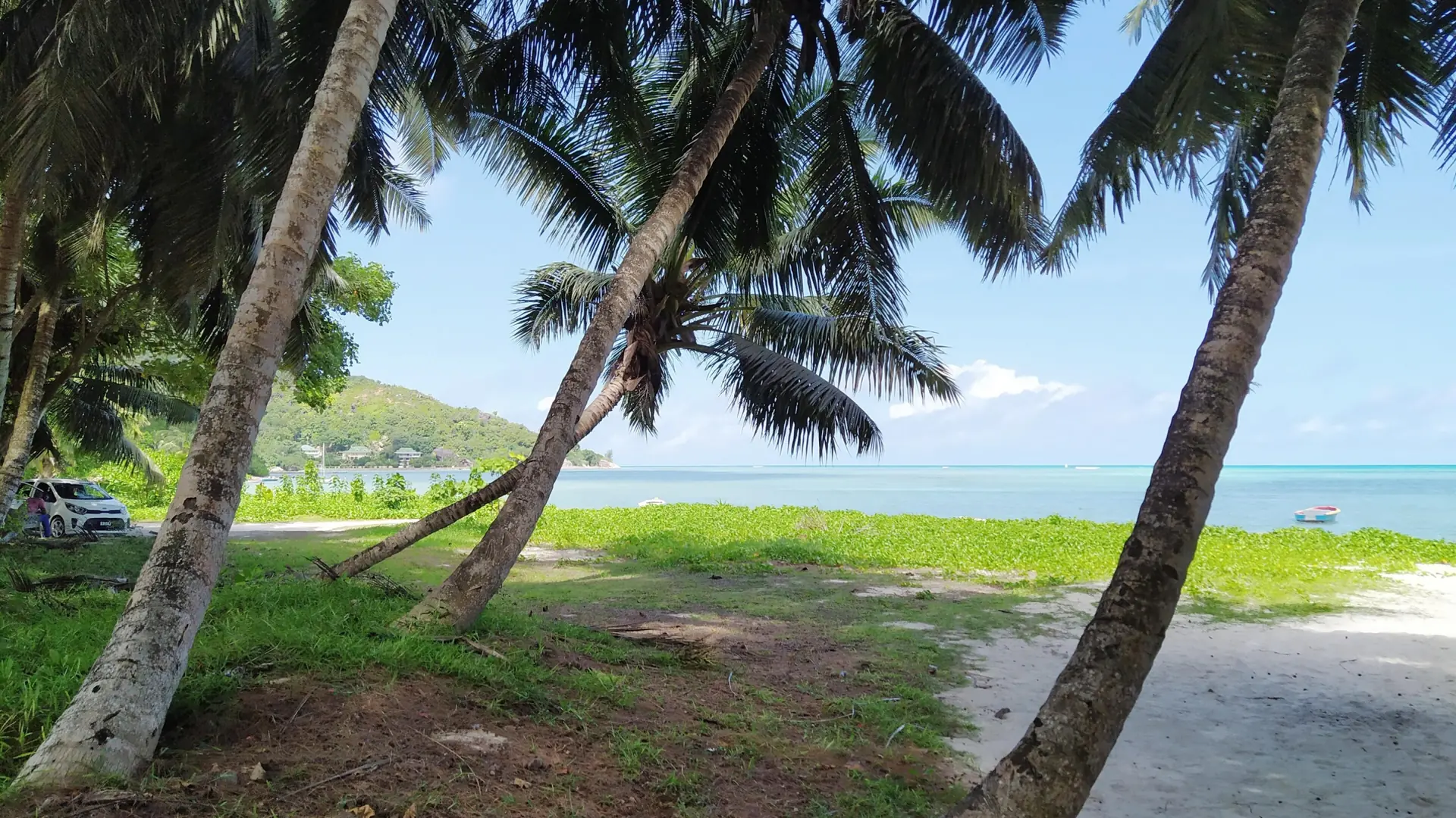 Sunlit palms beside the Grand Anse bay on Praslin