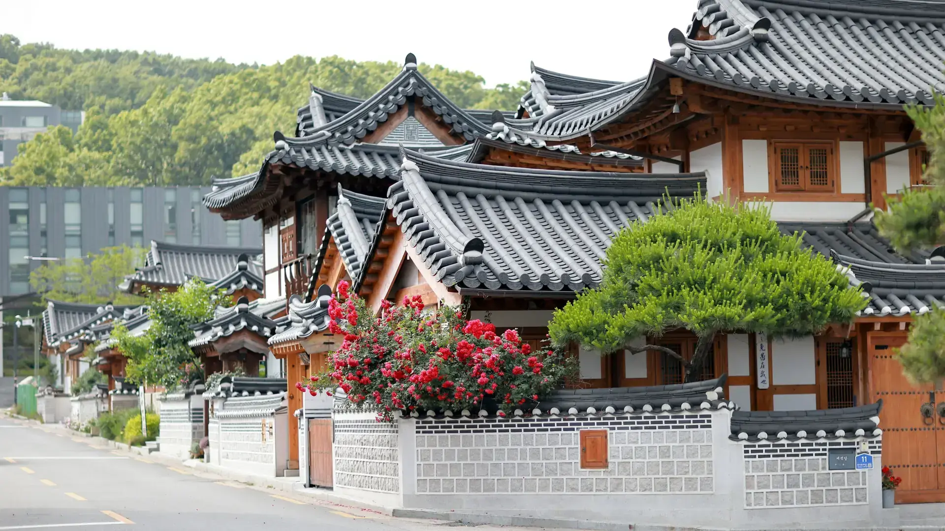 Traditional hanok rooftops and a flowering wall in Seoul's Bukchon village in daylight