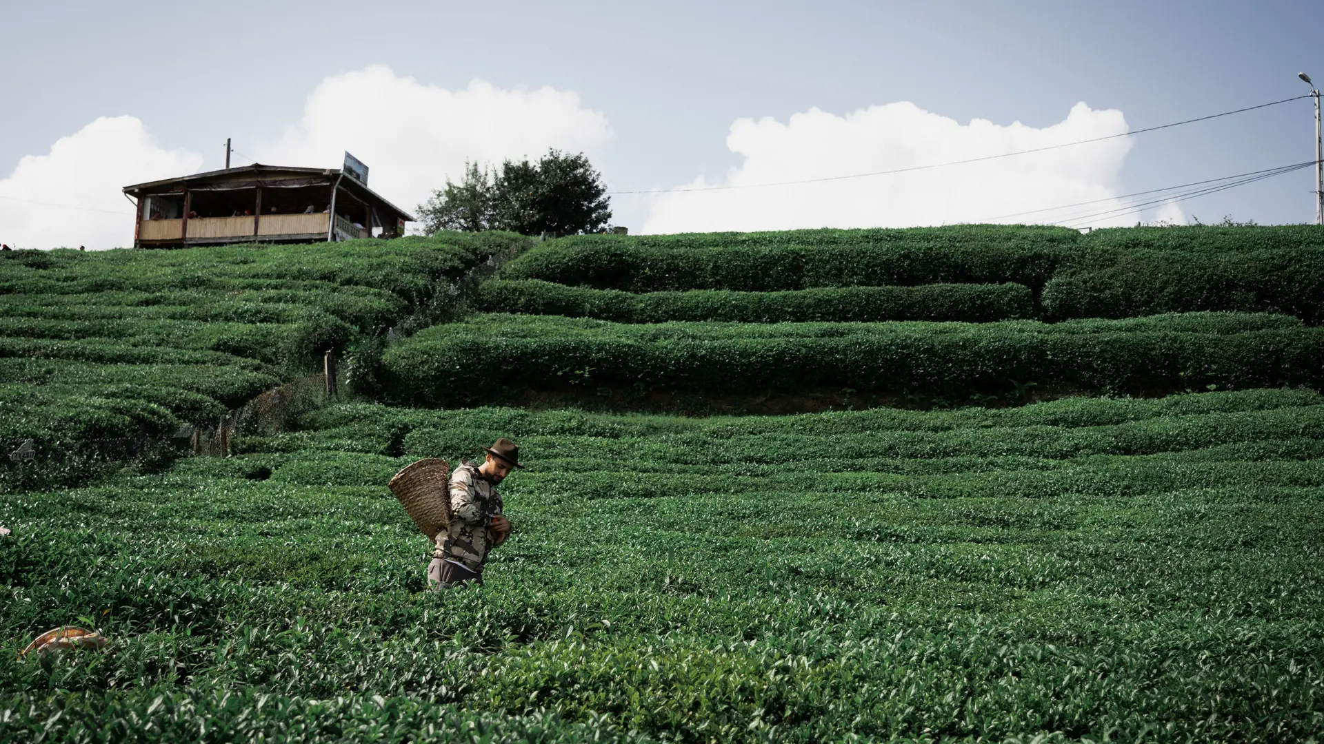 Tea farmer harvesting among vivid green terraces in Rize