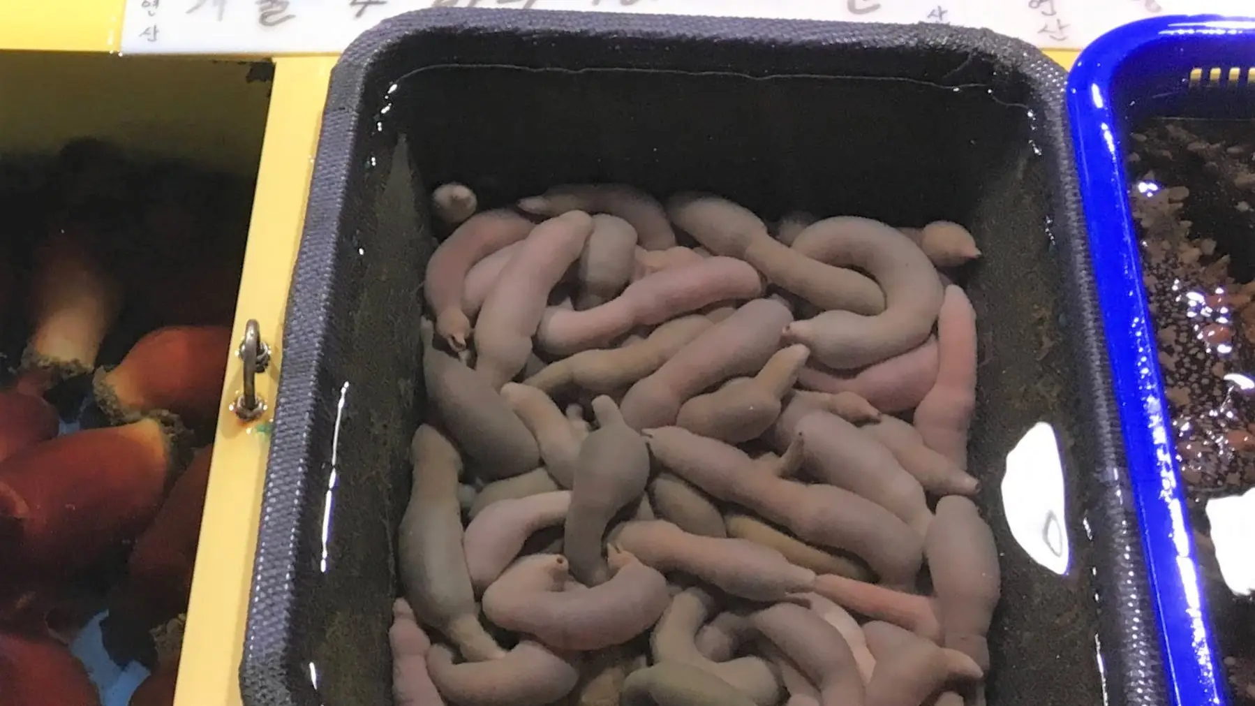 A tray of fresh sea cucumbers with a hand-written Korean won price sign at a Sokcho seafood market stall