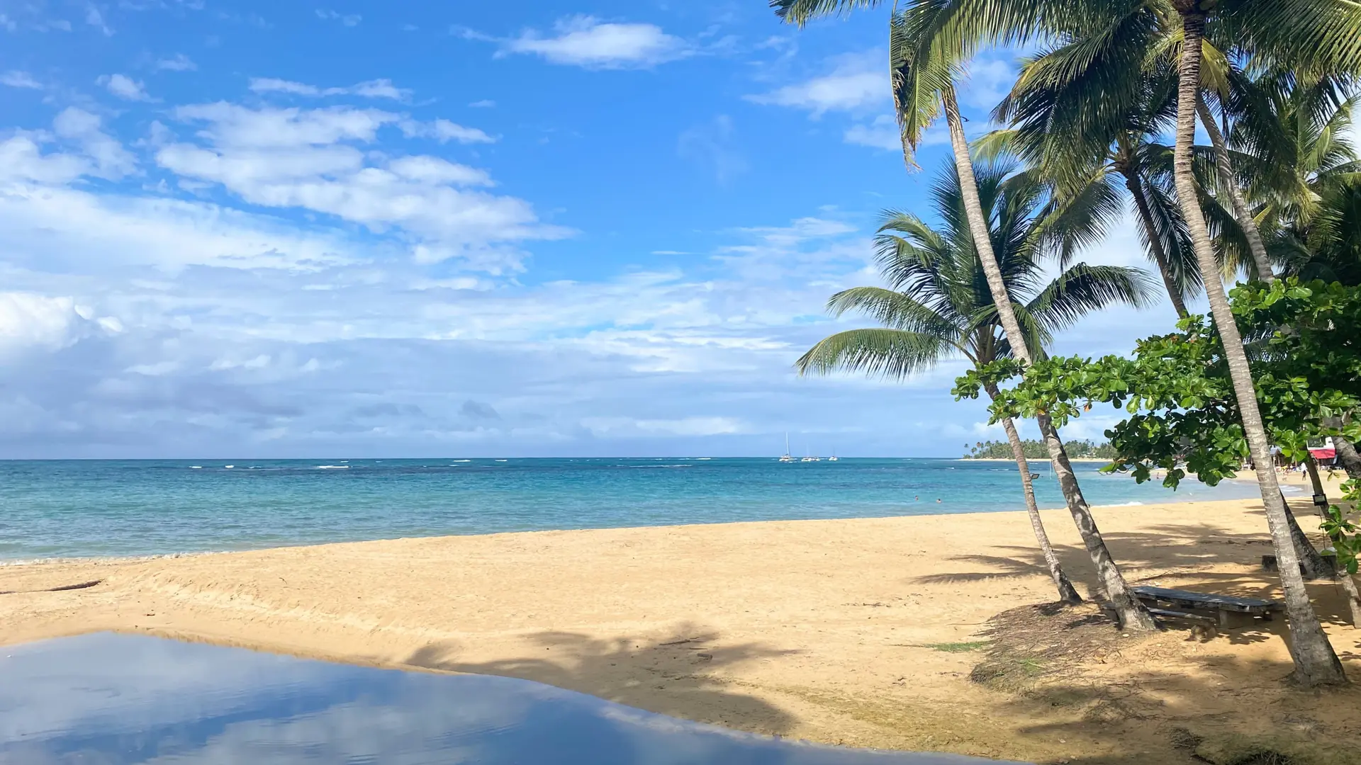 Palm-lined sunny shoreline at Las Terrenas