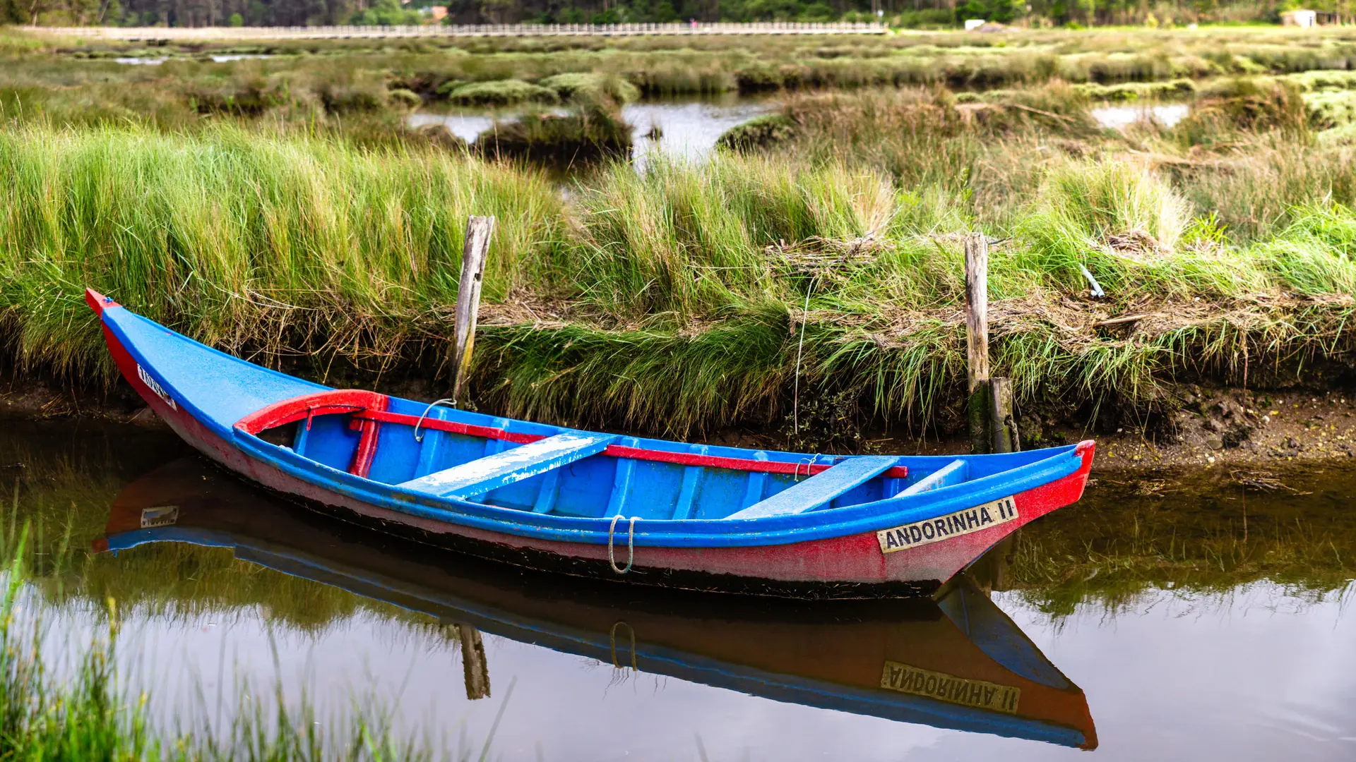 Colourful traditional moliceiro resting in green waterside vegetation in Aveiro