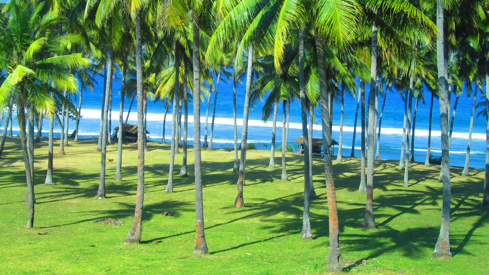 Sunlit coconut palms on green grass beside the blue coast at Senggigi