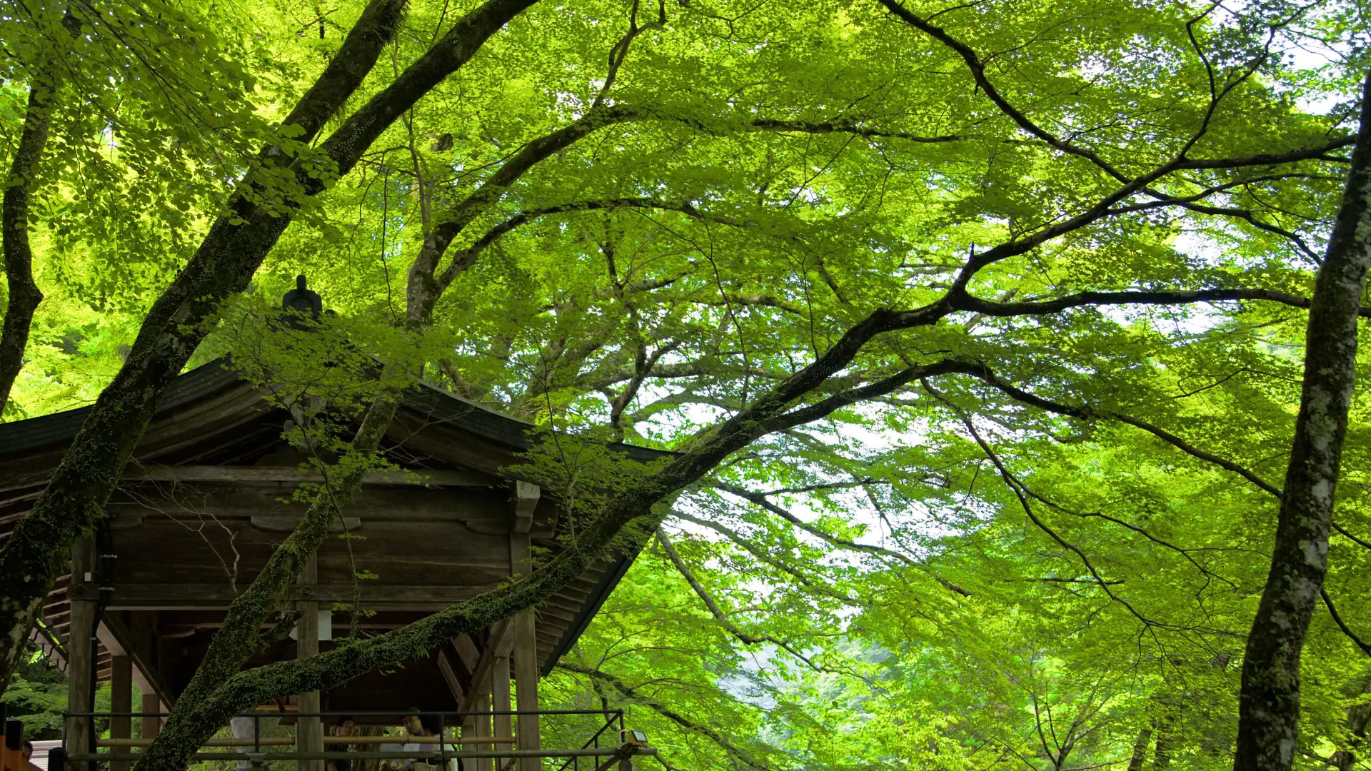bright green forest and traditional lanterns beside the mountain approach in Kibune, Kyoto