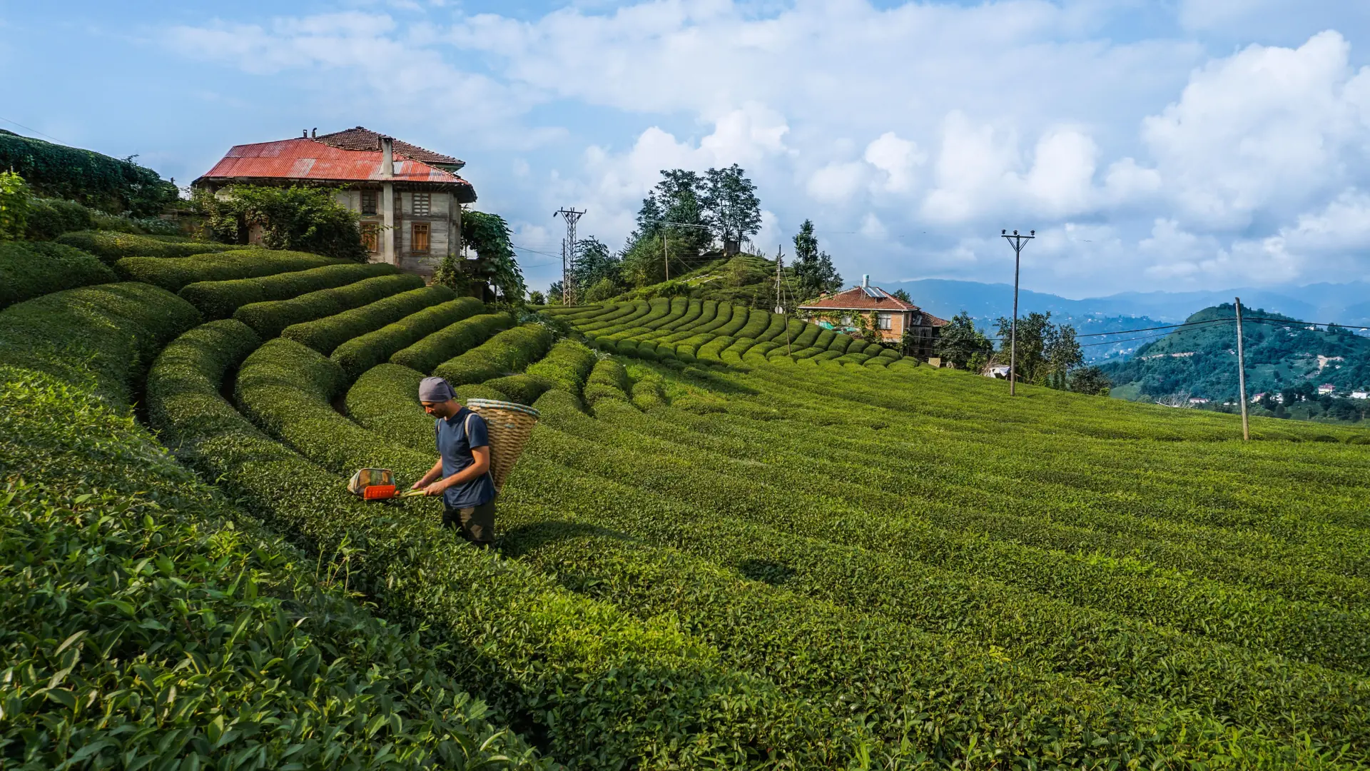 Tea harvesting among curved green rows beside a red-roofed house at Haremtepe in Rize province