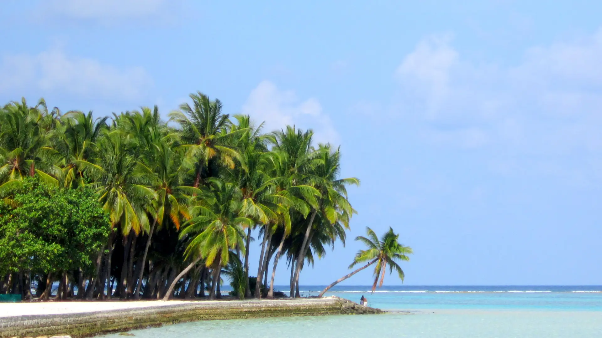 Palms and a stone sea wall beside turquoise water on neighbouring Mathiveri, North Ari Atoll