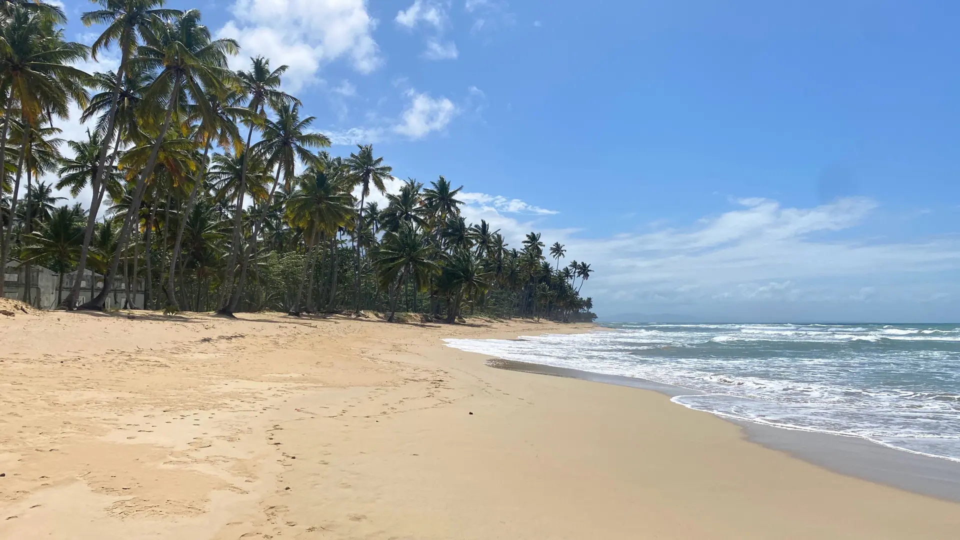 Bright broad Playa Cosón shoreline with palms and Atlantic surf