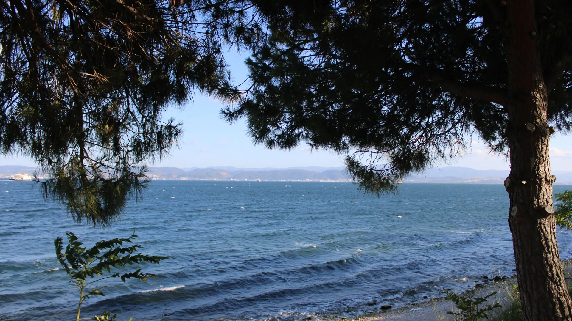 A peaceful Mediterranean shoreline framed by mature pine trees in daylight