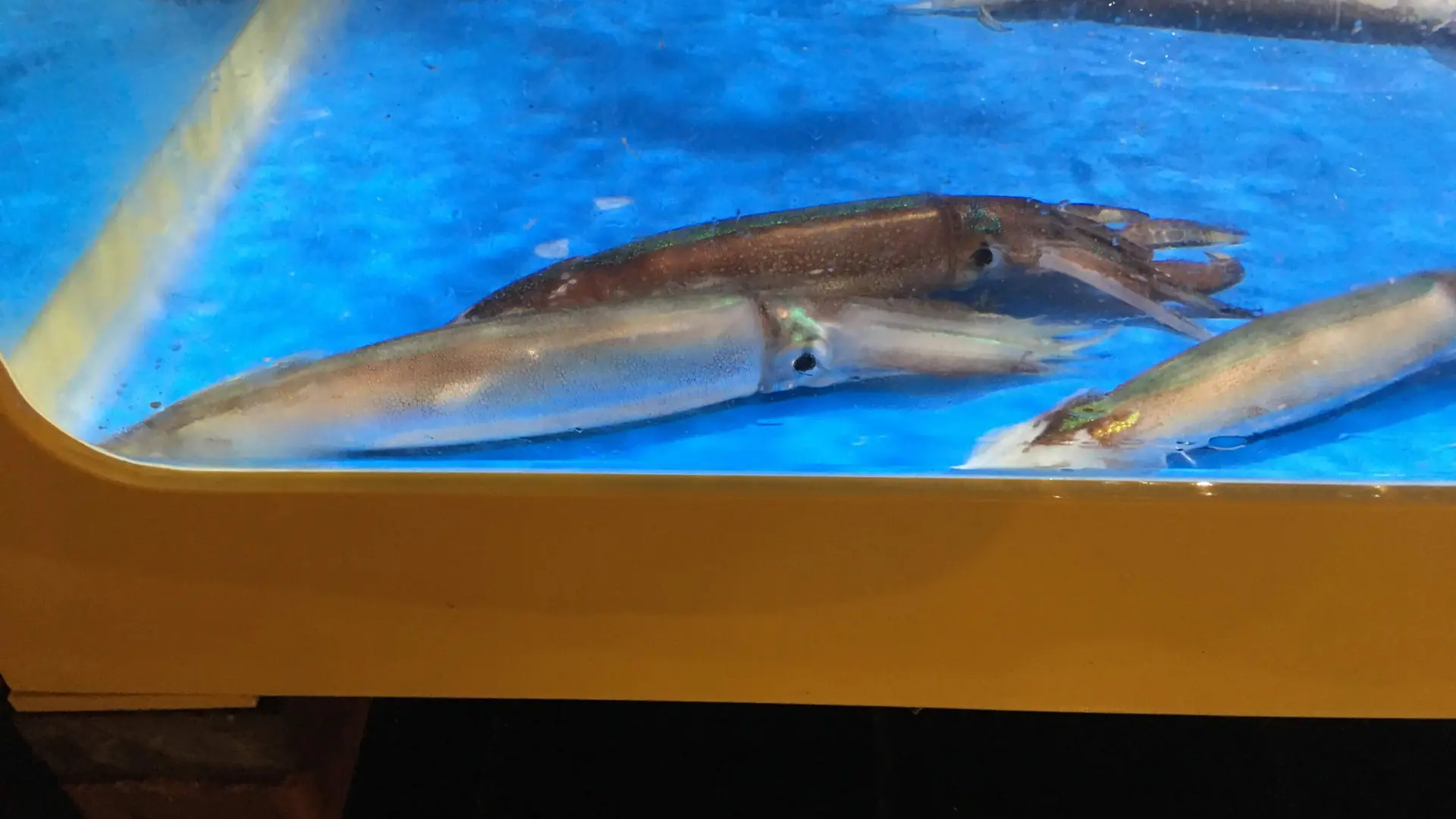 Live squid swimming in a bright blue-lit tank at a Sokcho seafood market stall