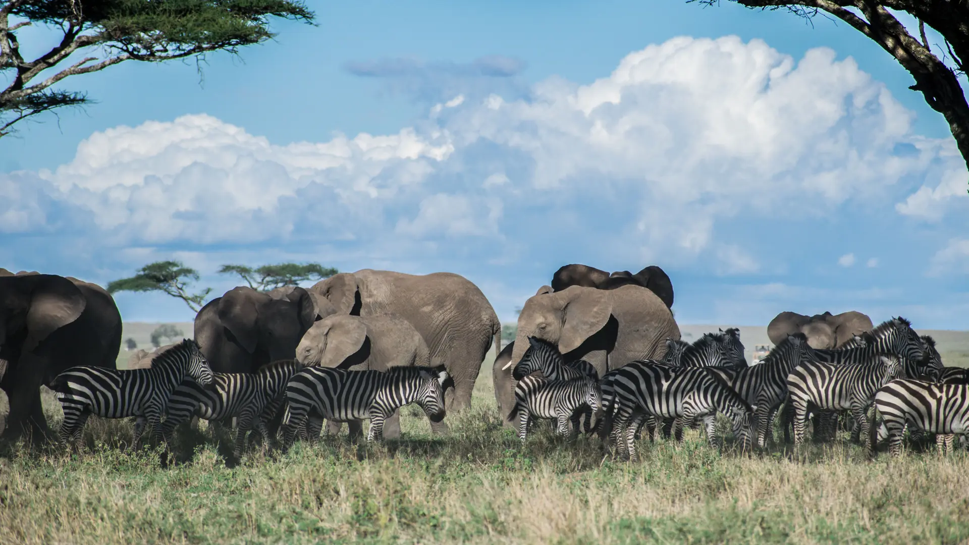 Elephants and zebras gathered under acacia trees on a Tanzania savanna