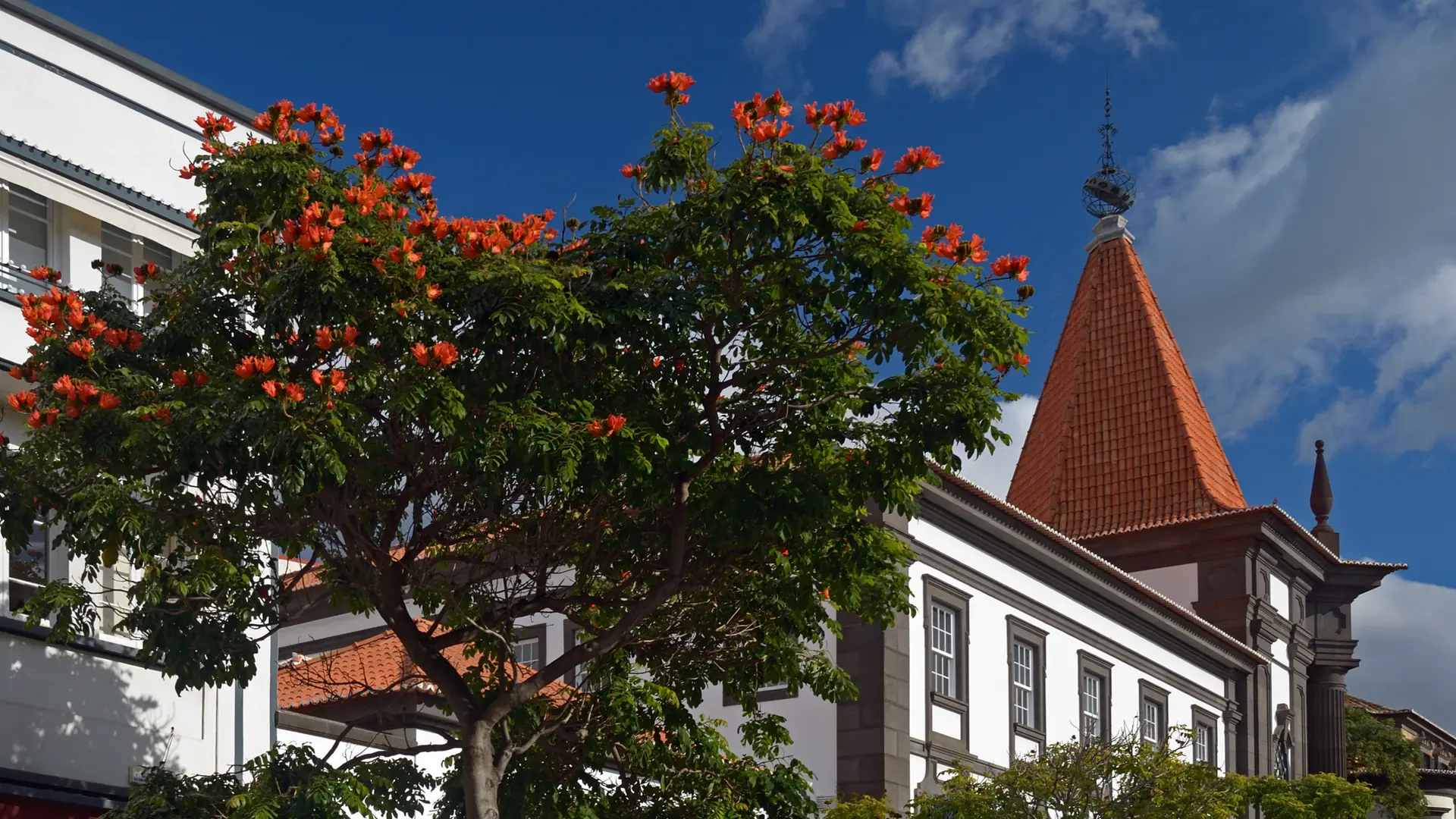 Banco de Portugal building and flowering trees on Avenida Arriaga in central Funchal