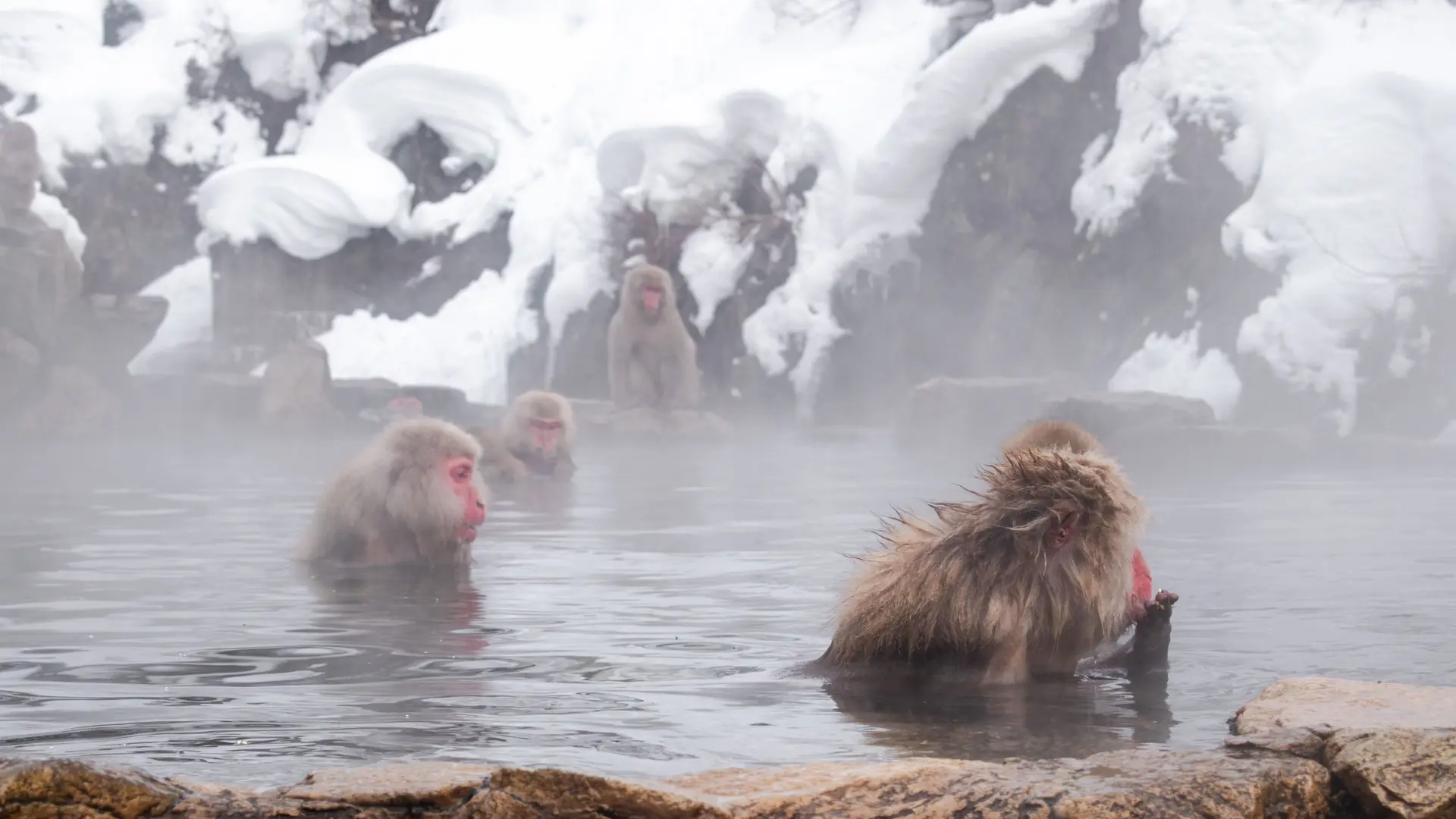 Japanese macaques bathing in Jigokudani’s steaming pool beside snow-covered rocks.