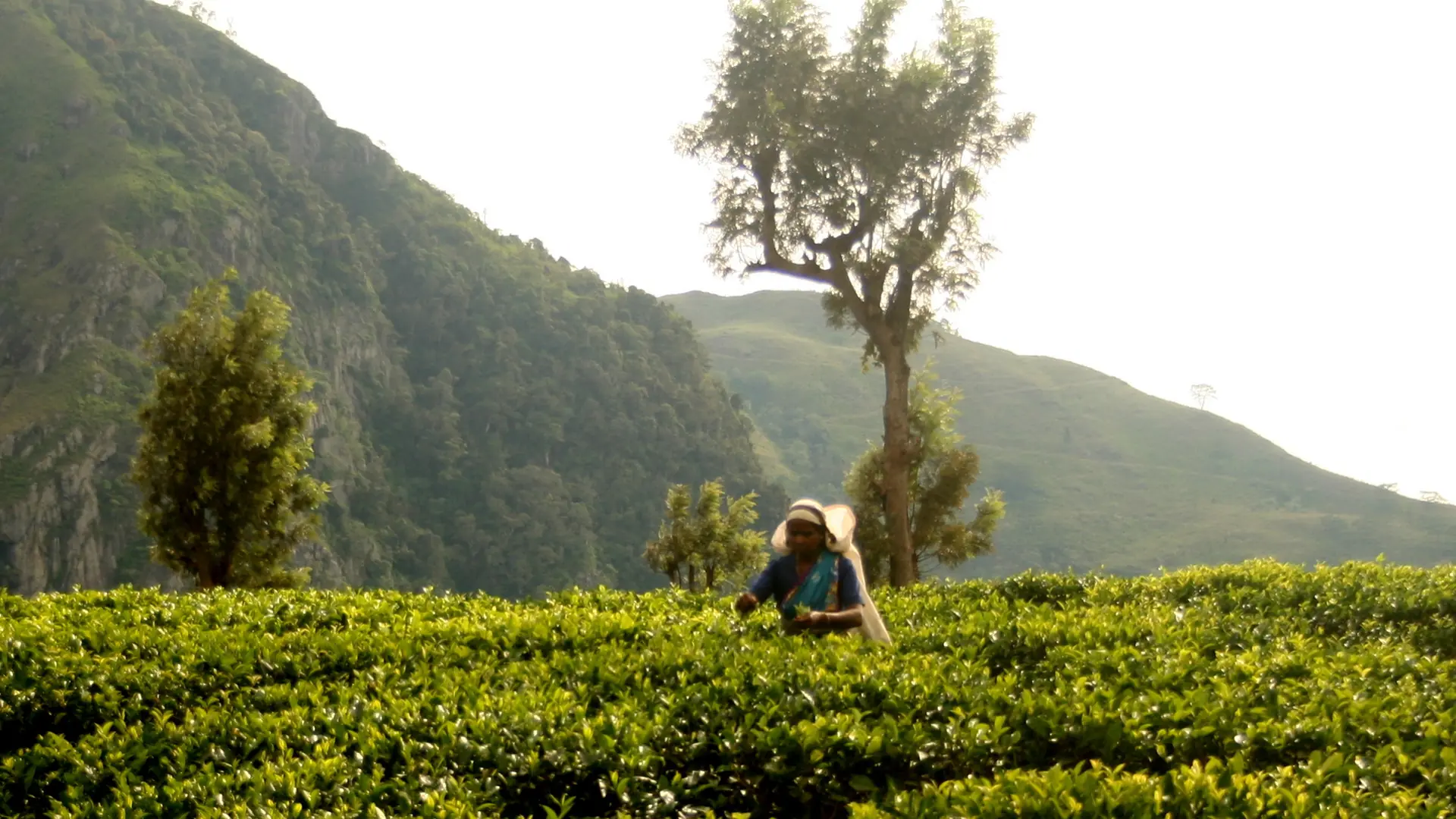 Tea bushes and green slopes on a sunlit Haputale estate