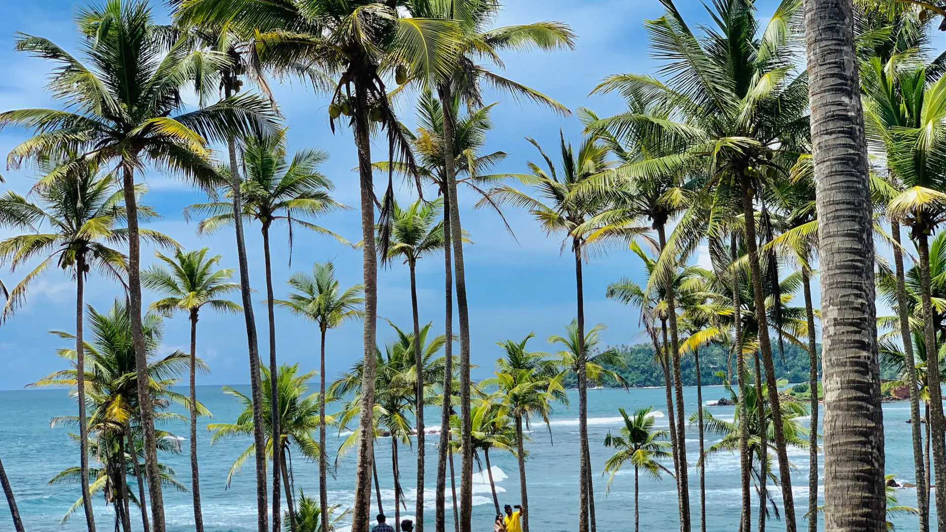 Coconut Tree Hill palms above the blue sea near Mirissa