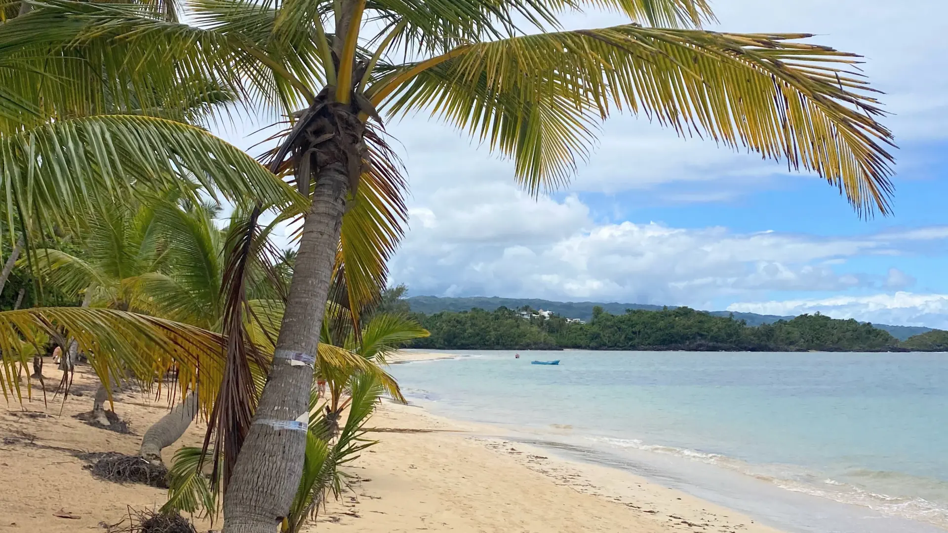 Sunny Playa Las Ballenas shore and palms near Las Terrenas