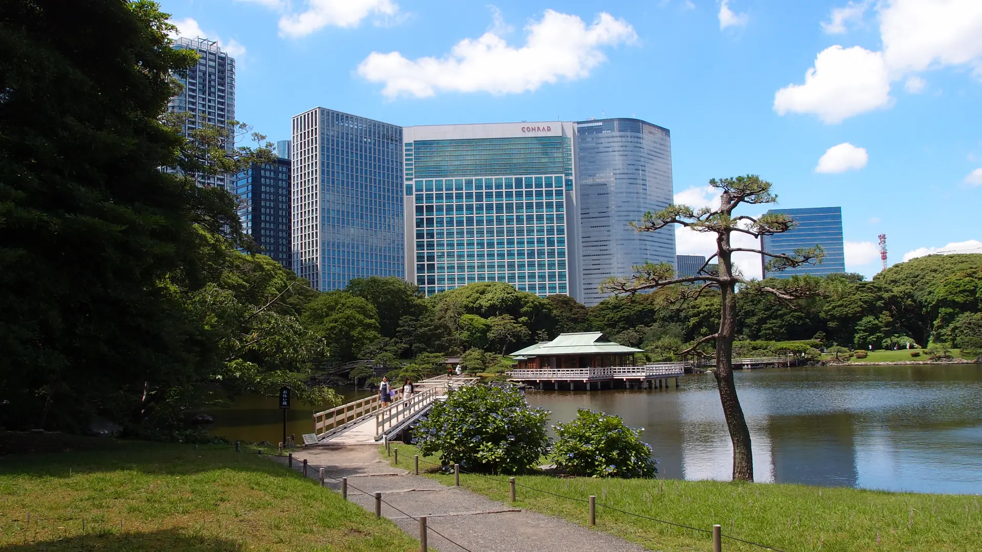 A sculpted pine beside Hamarikyu’s pond, with Tokyo towers beyond.