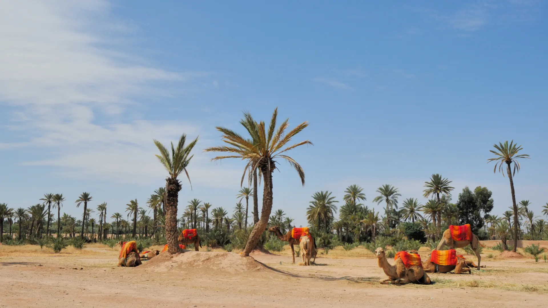 Camels resting beneath date palms in the sunlit Marrakech Palmeraie
