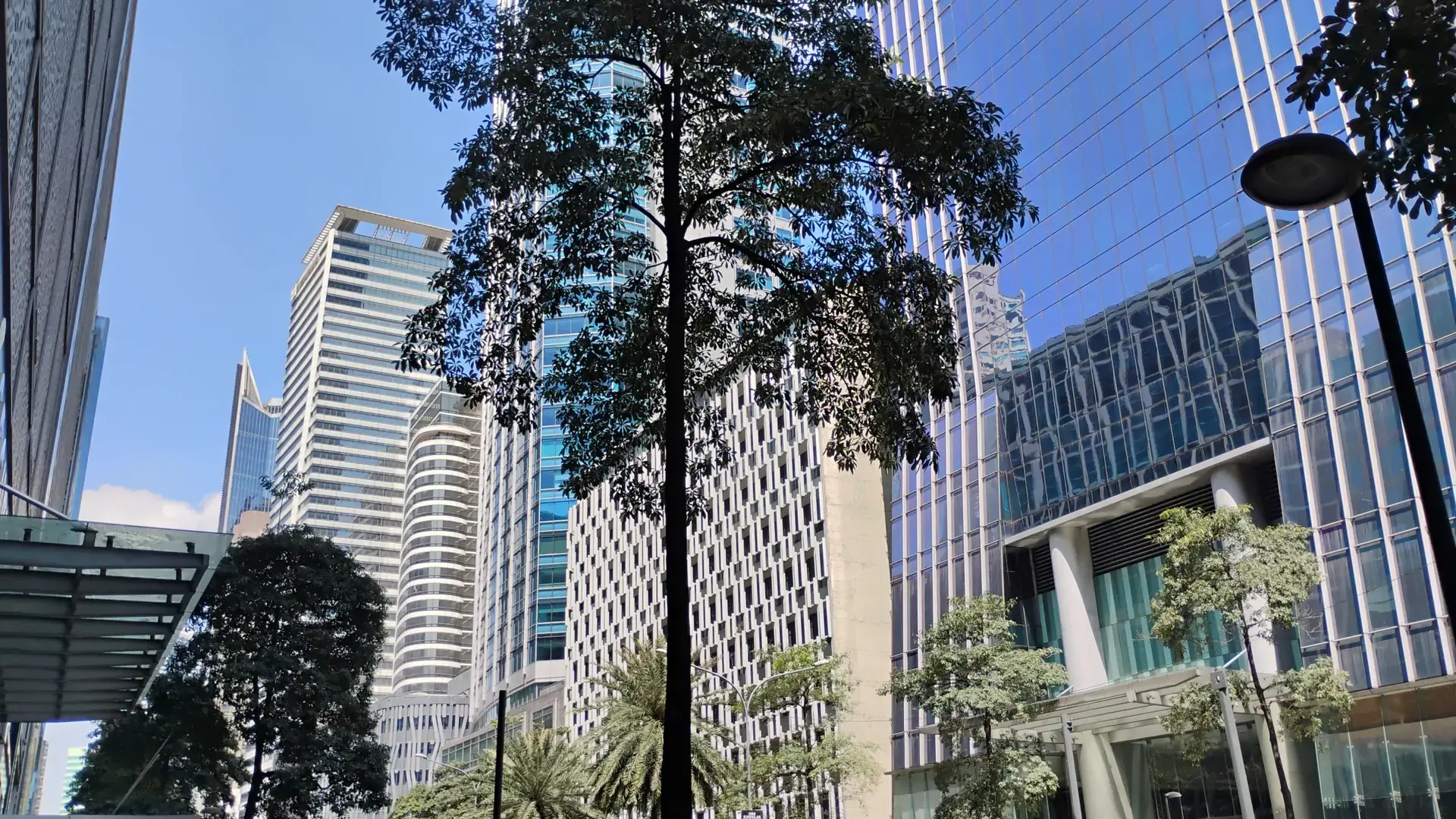 Office towers and tall trees along Ayala Avenue in Makati under a clear blue sky