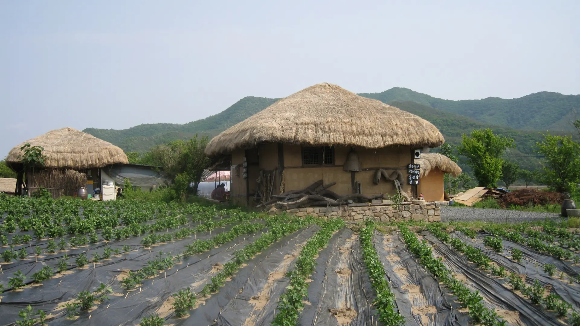Traditional thatched-roof houses in Hahoe Folk Village's farmland, Andong, in bright daylight