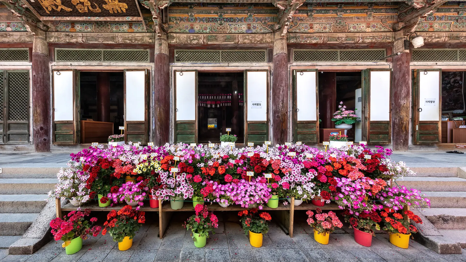 A painted wooden hall entrance at Bulguksa Temple with potted flowers arranged on the steps, Gyeongju
