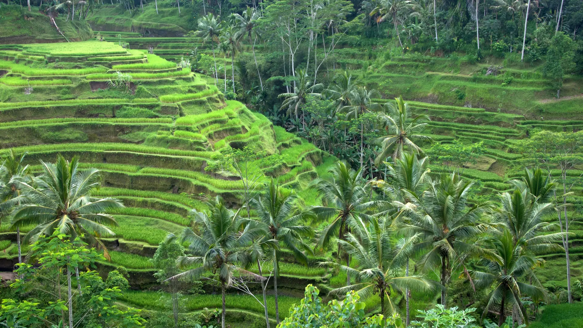 Sunlit green rice terraces and tall palms at Tegallalang near Ubud, Bali