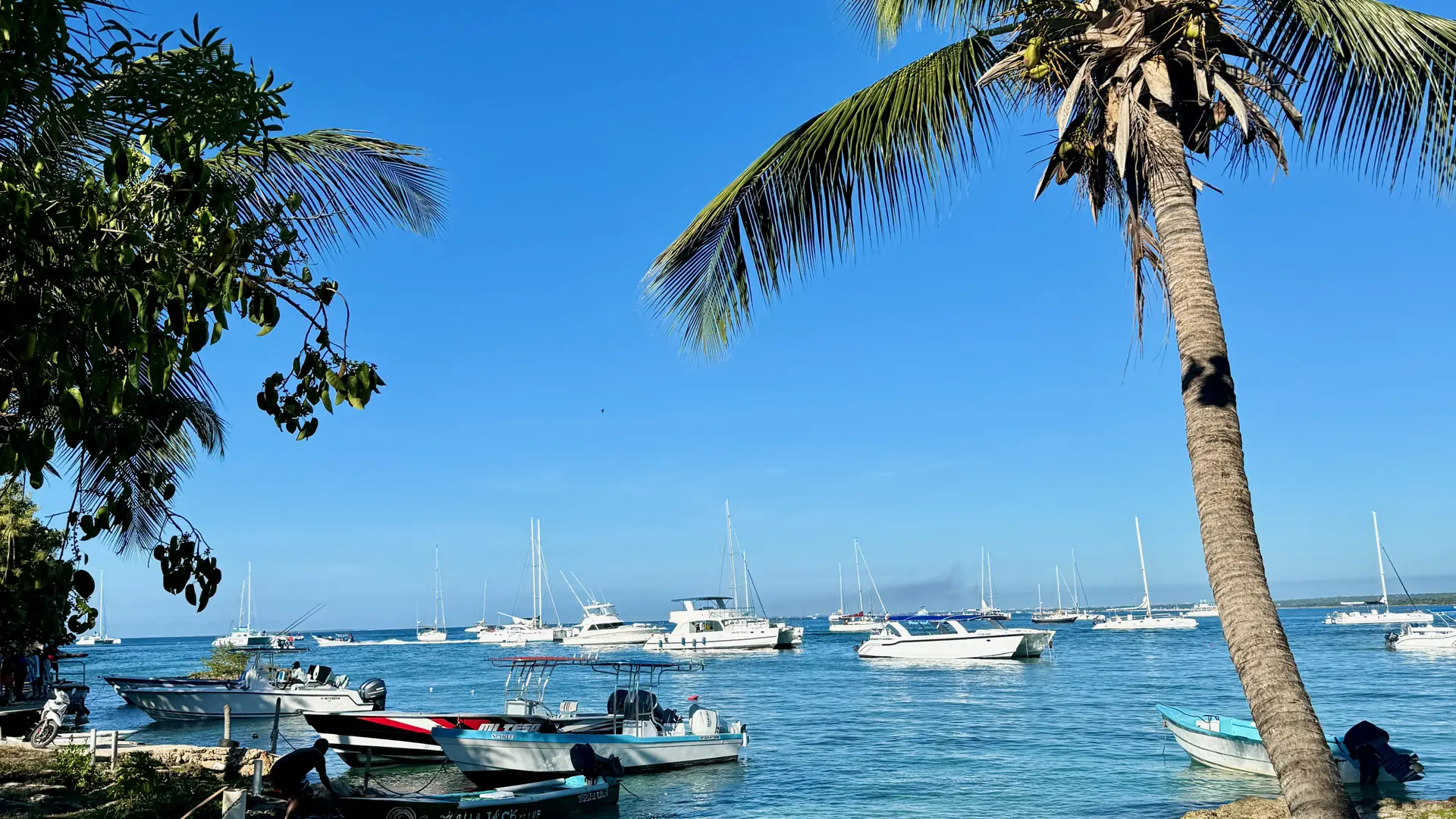 Sunlit Bayahíbe waterfront with palms and boats on the bay