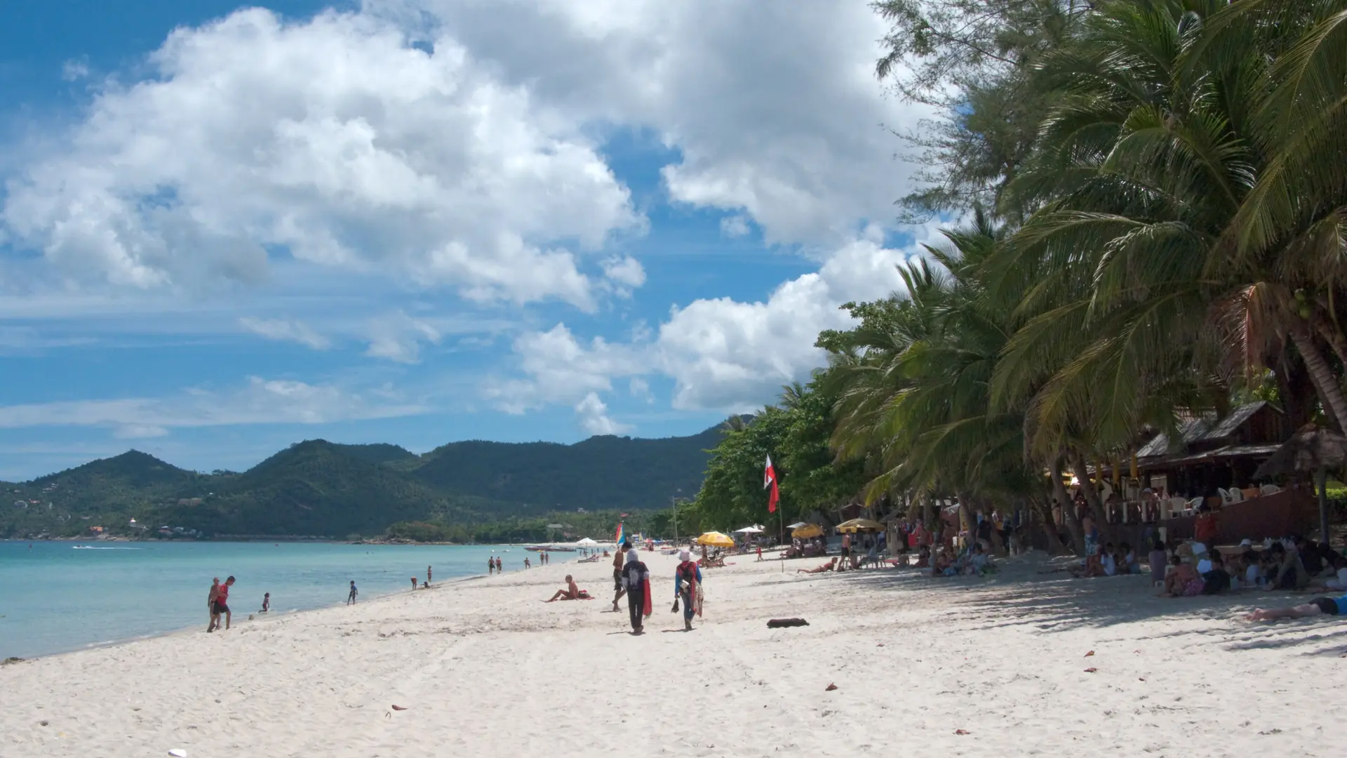 A sunny Koh Samui beach with palms leaning toward the sea