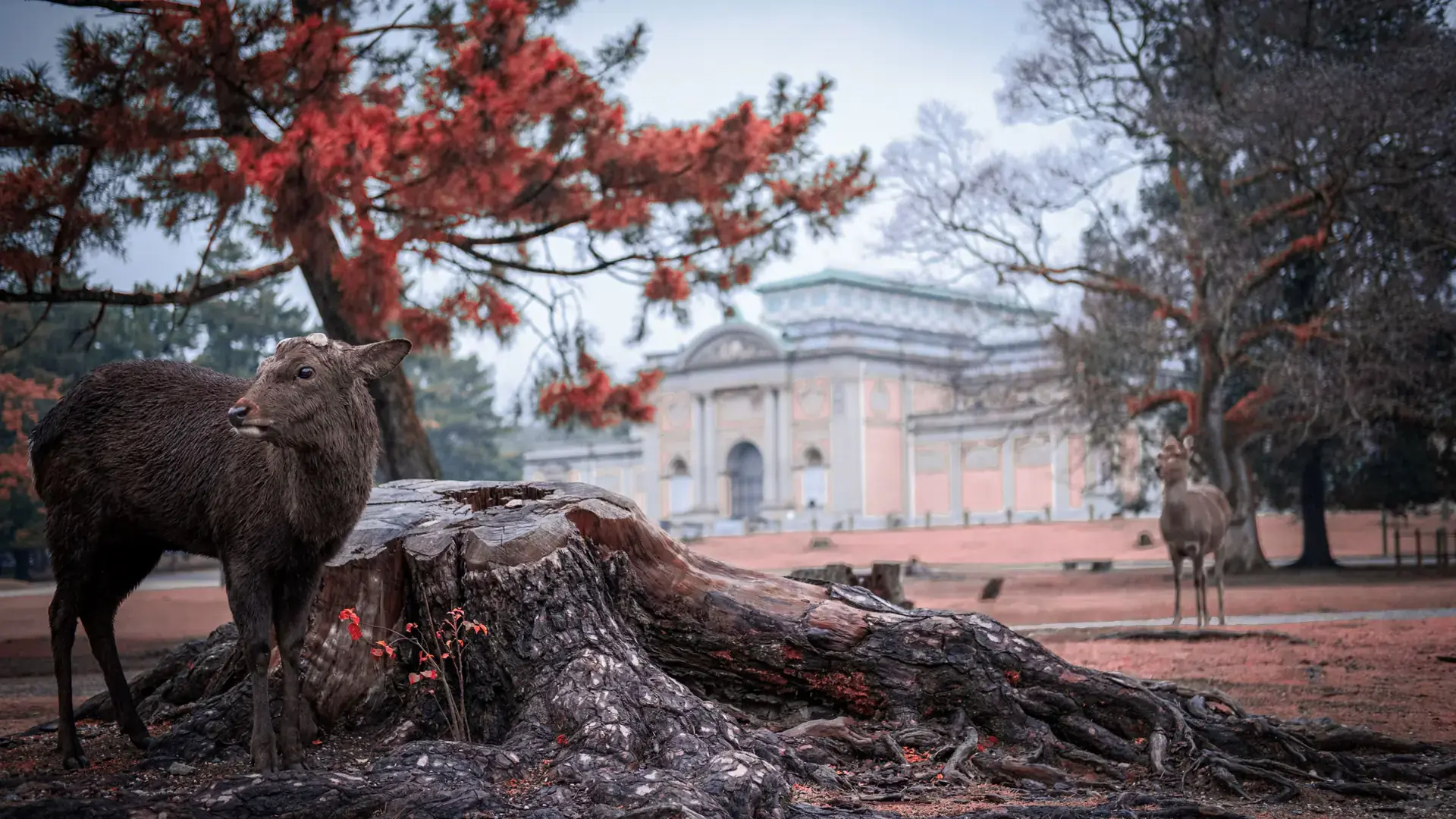 deer resting among the sunlit lawns and trees of Nara Park